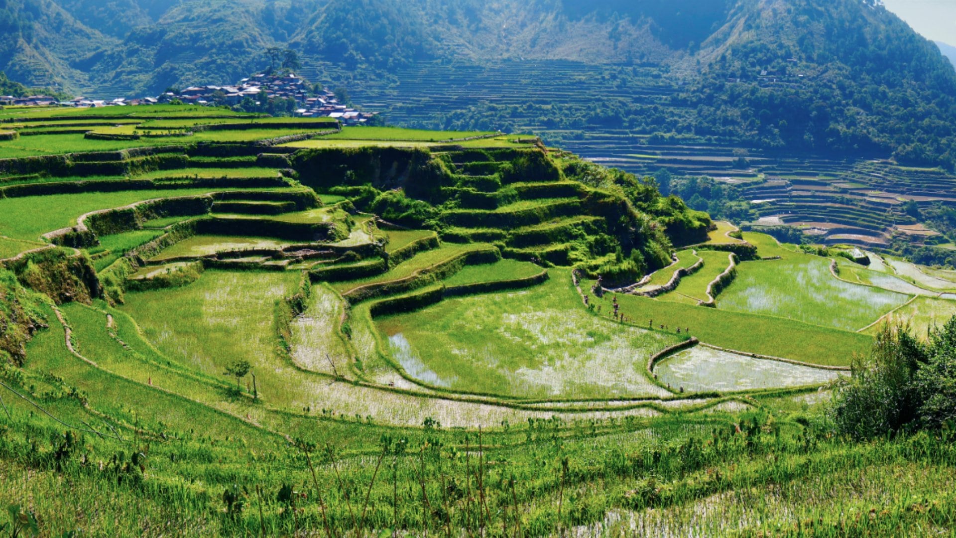 The rice terraces original builders used stone and mud to create them The rice terraces original builders used stone and mud to create them