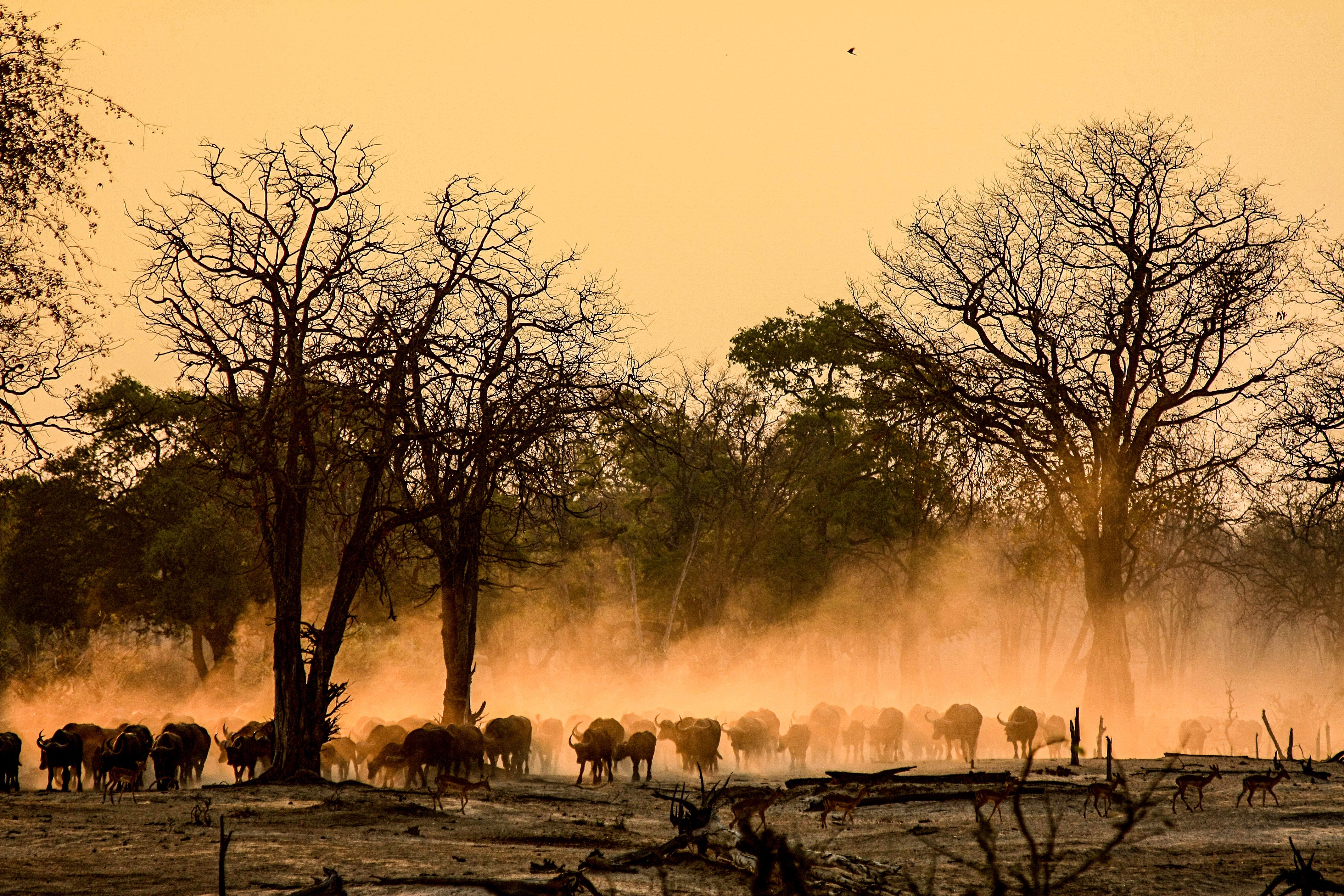 Zambian Safari: River & Wilderness