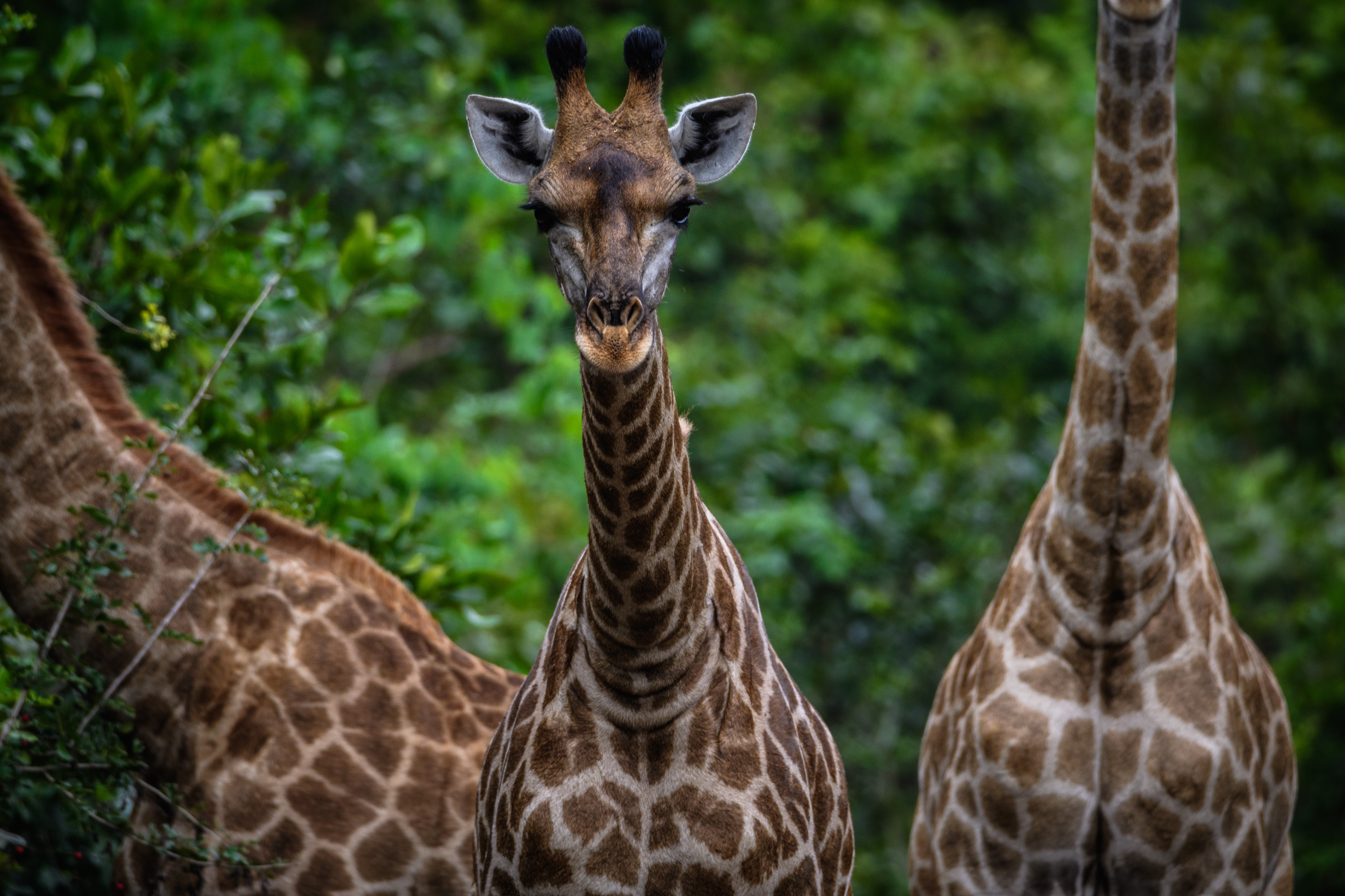 Ultimate Malawi: Safaris, Tea Estates & Island Retreat
