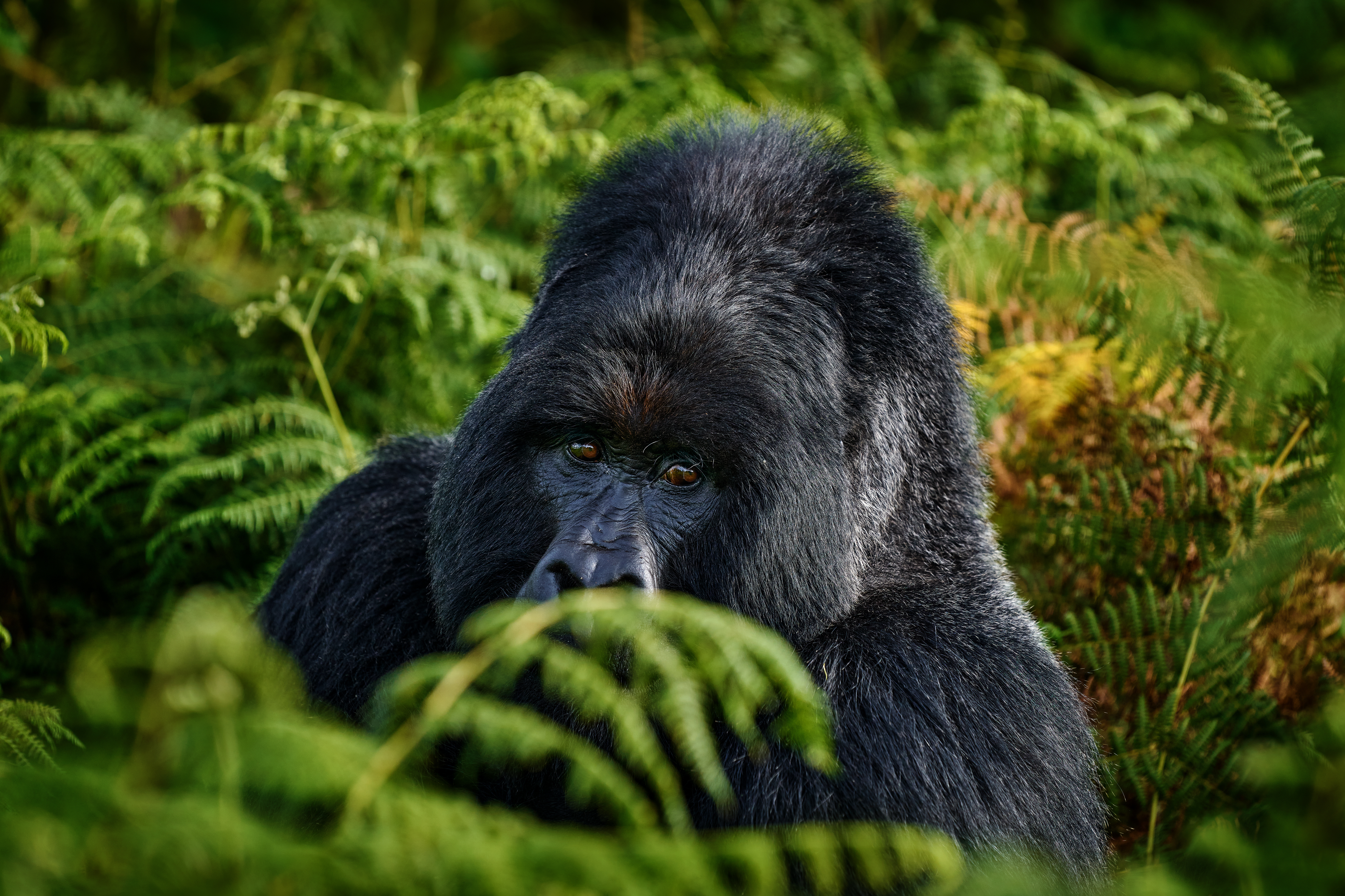 Signature Uganda: Mountain Gorilla Encounter