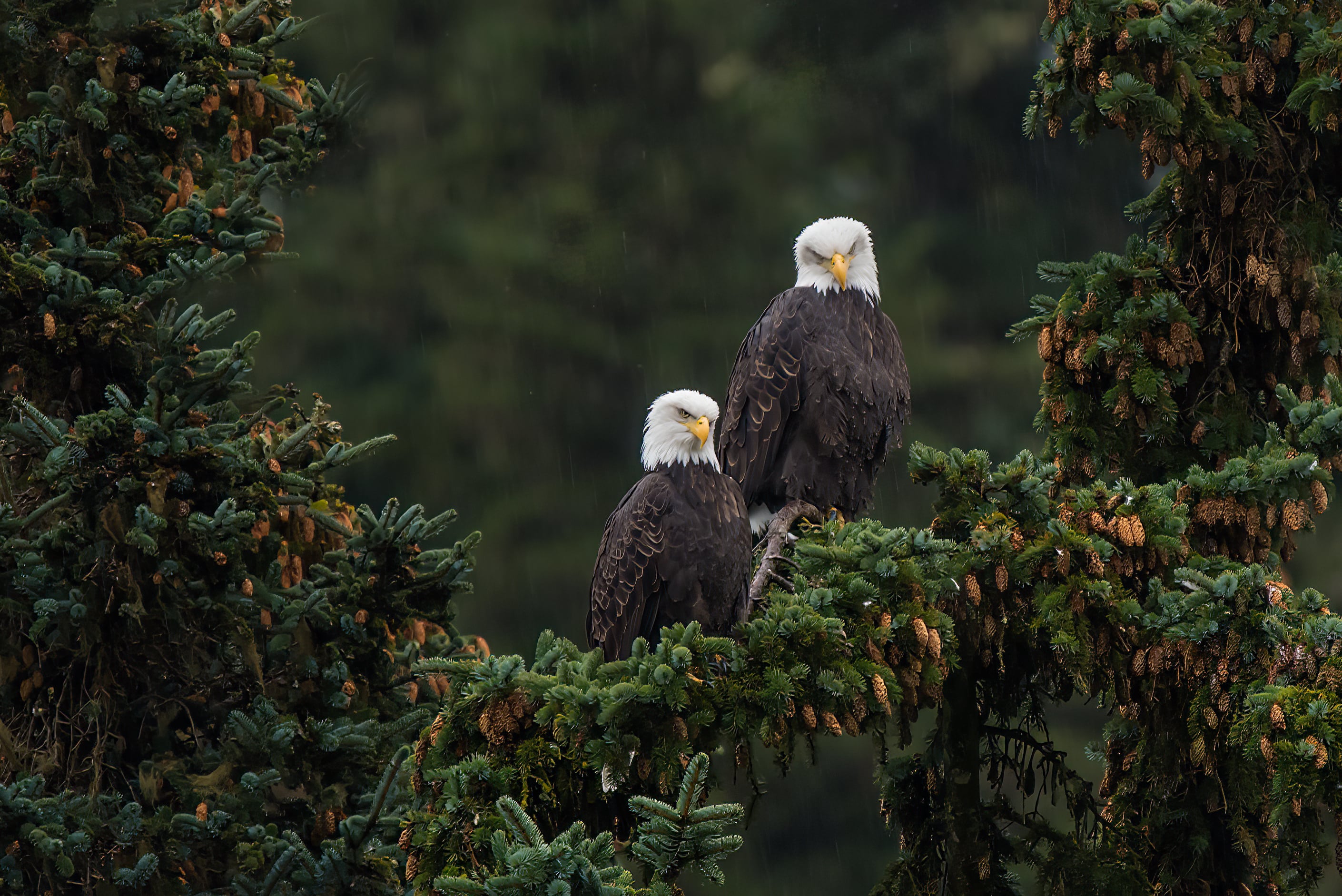 Alaskan Escape: Post-Cruise Perfection