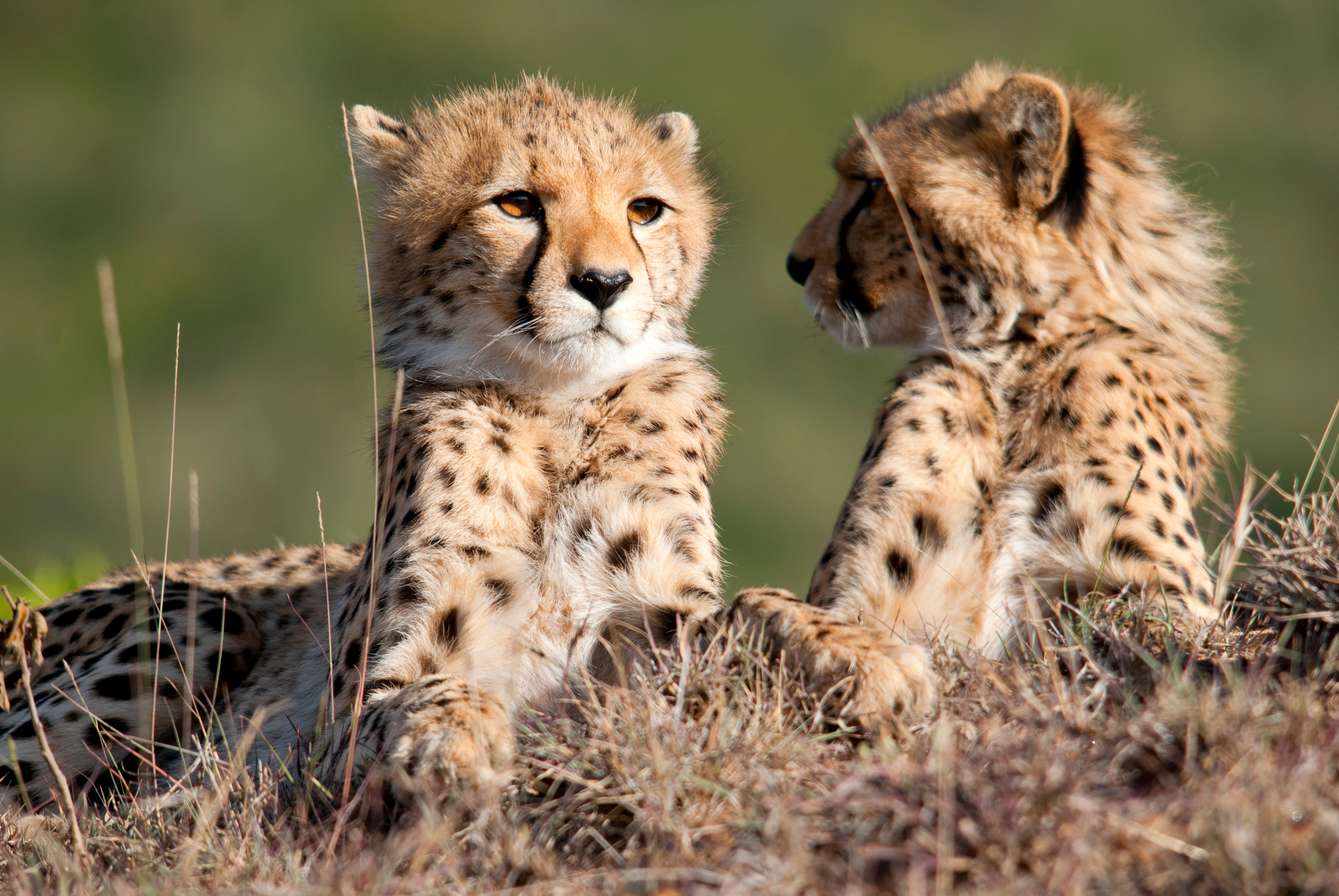 Luxury Kenya Safari with Giraffe Manor