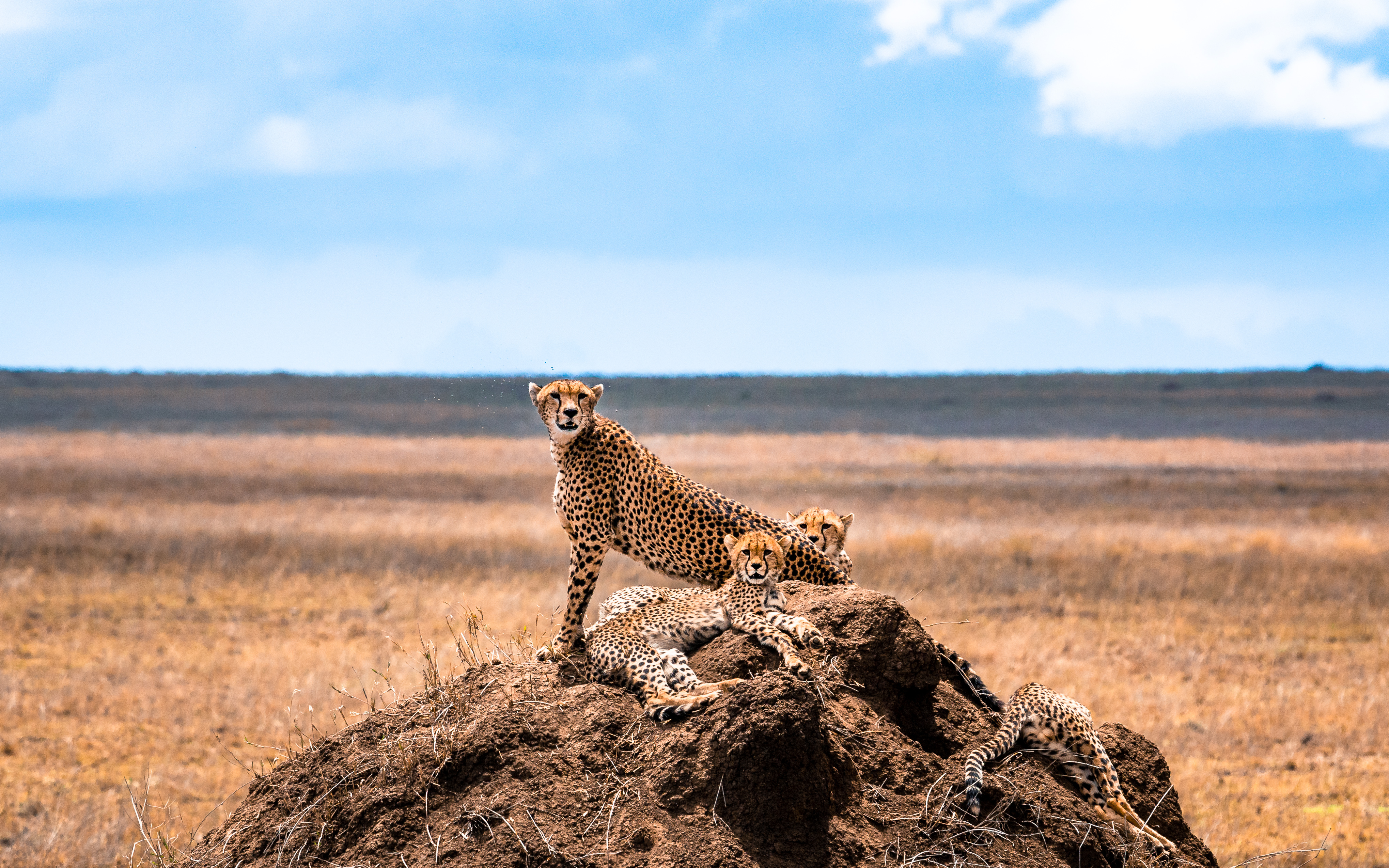Deluxe East Africa: Serengeti, Masai Mara & More
