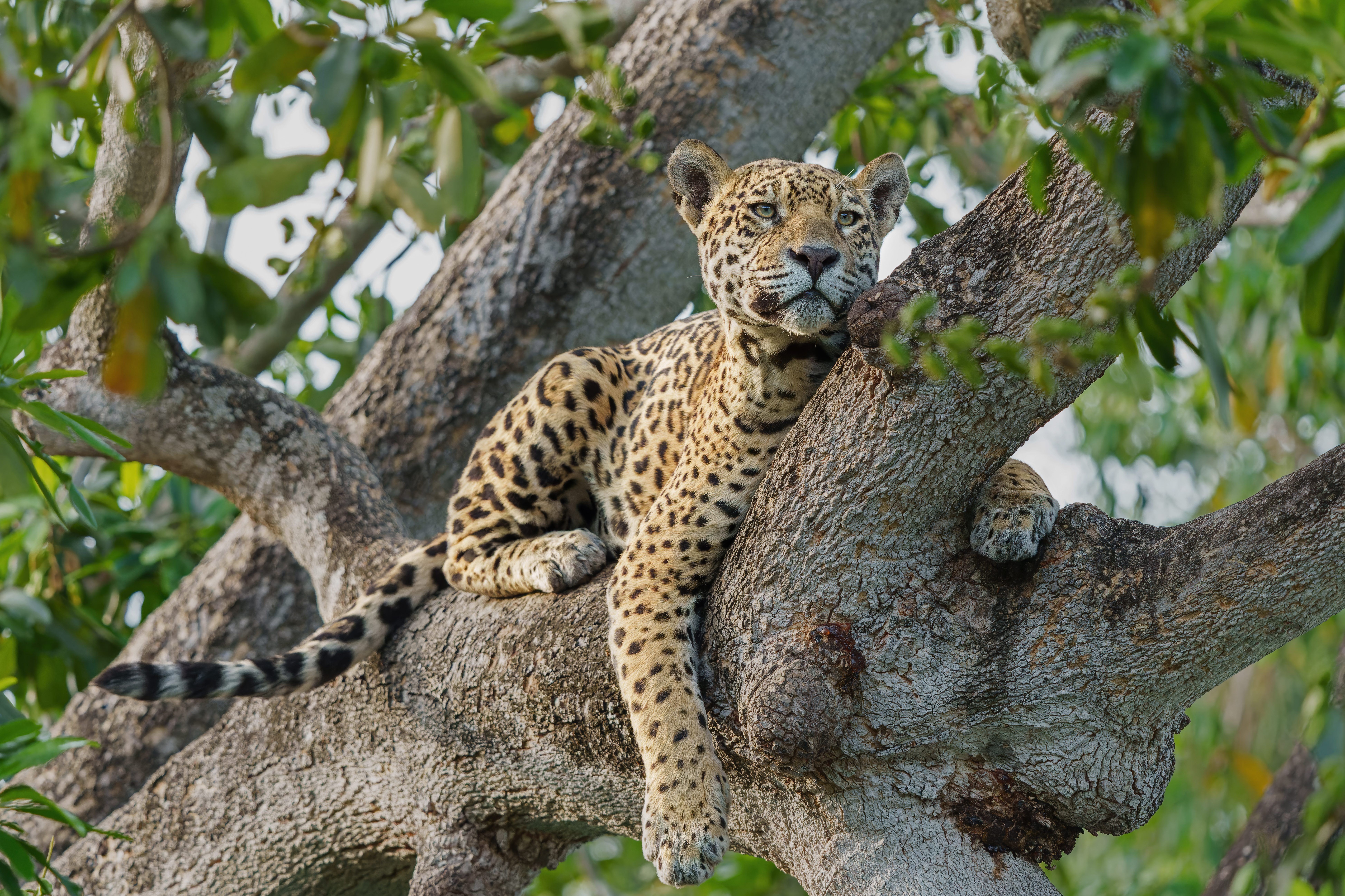 Pantanal Classic: In Search of Jaguars