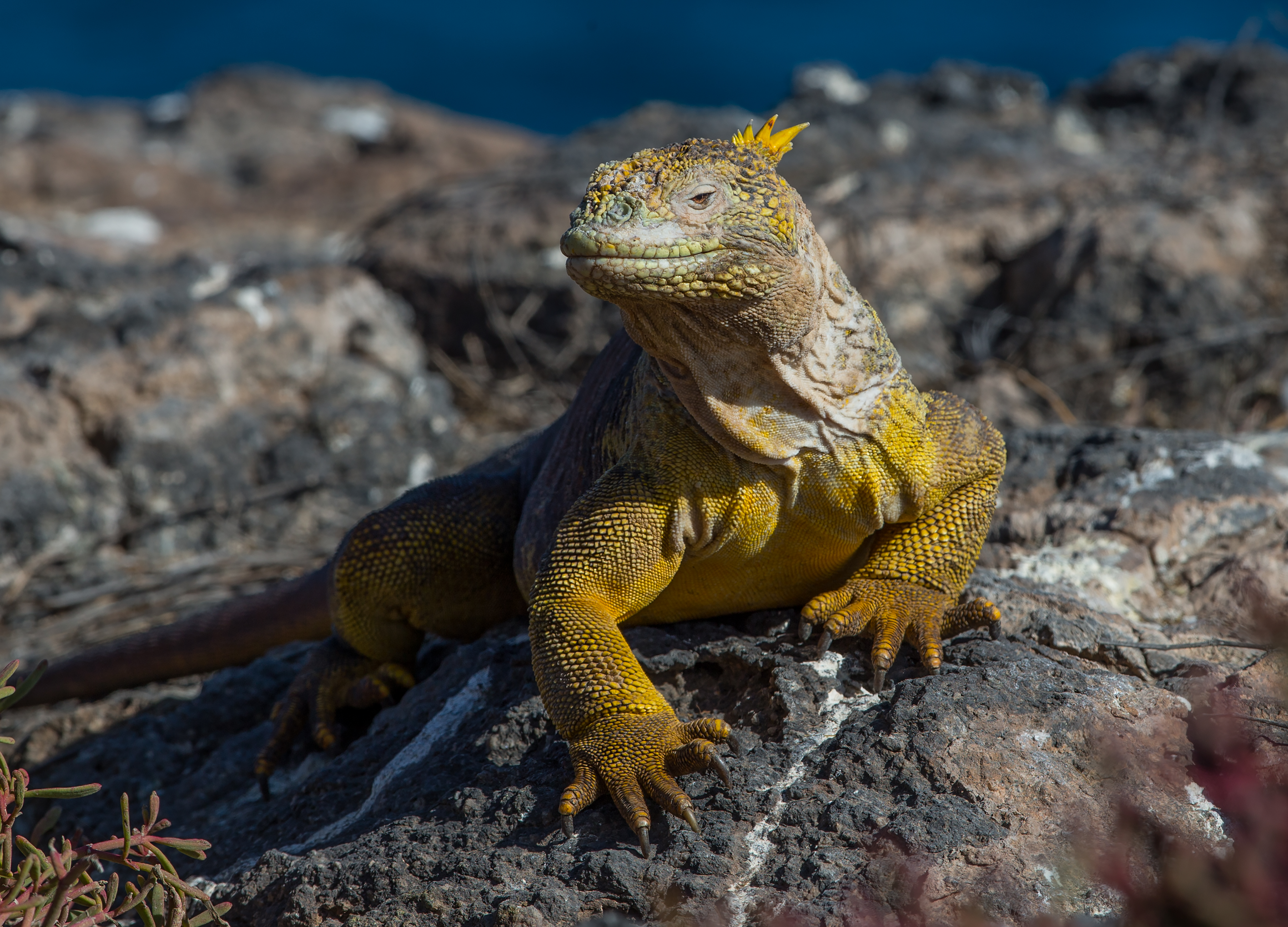 M/Y Infinity Galapagos Cruise