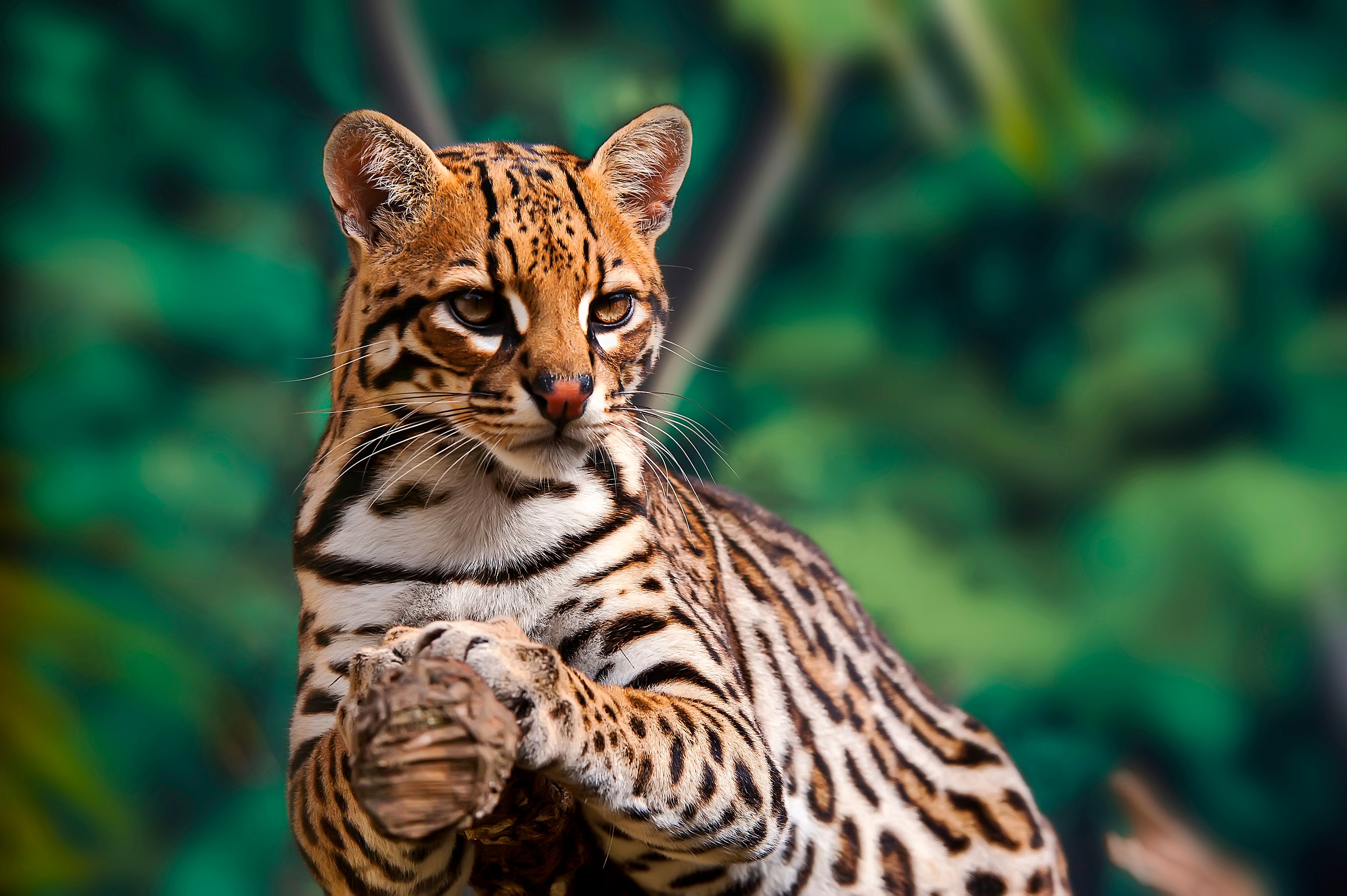 Classic Brazil: Rio, Iguassu & the Amazon