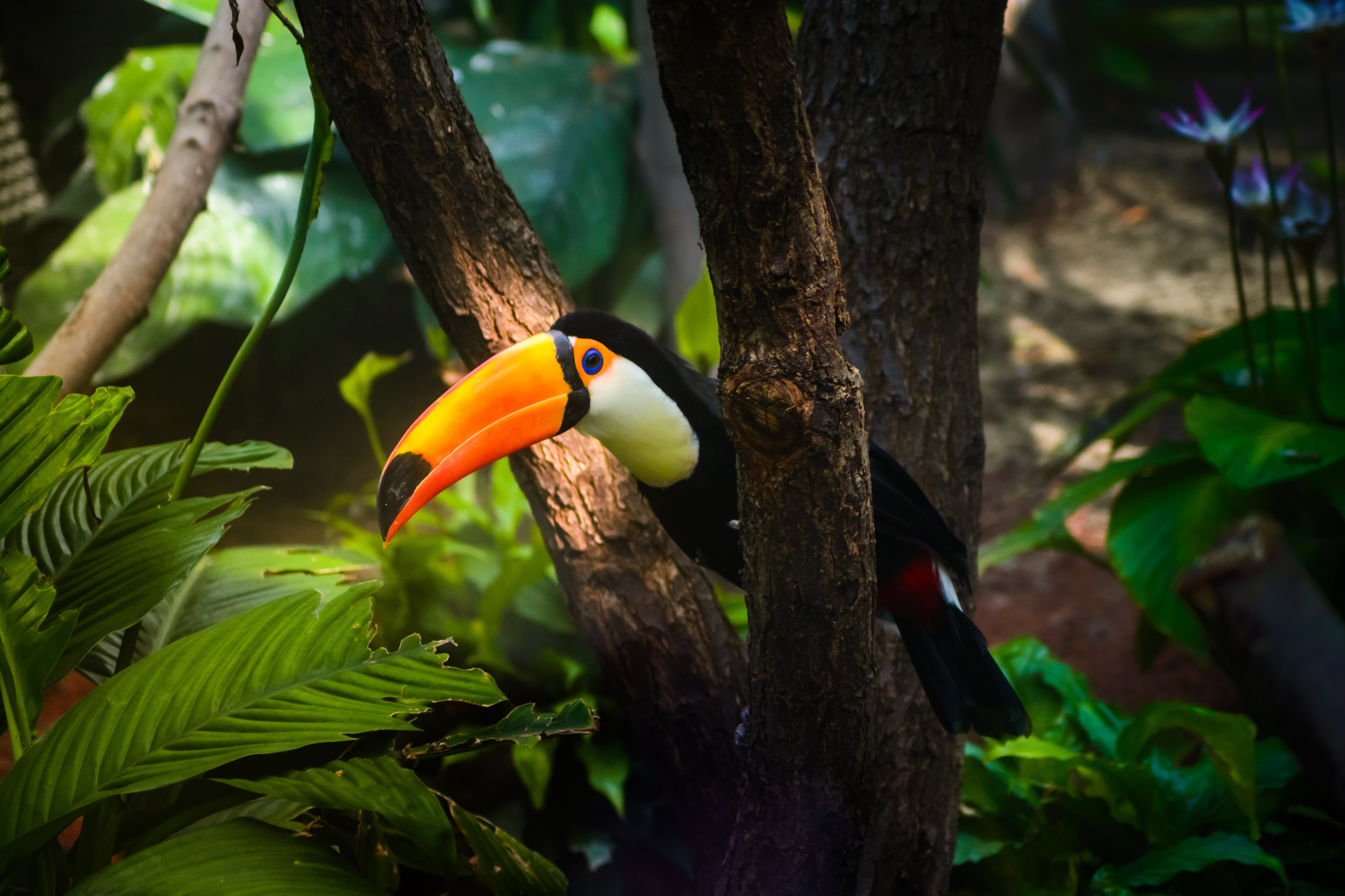 Rio de Janeiro & Iberostar Amazon Cruise