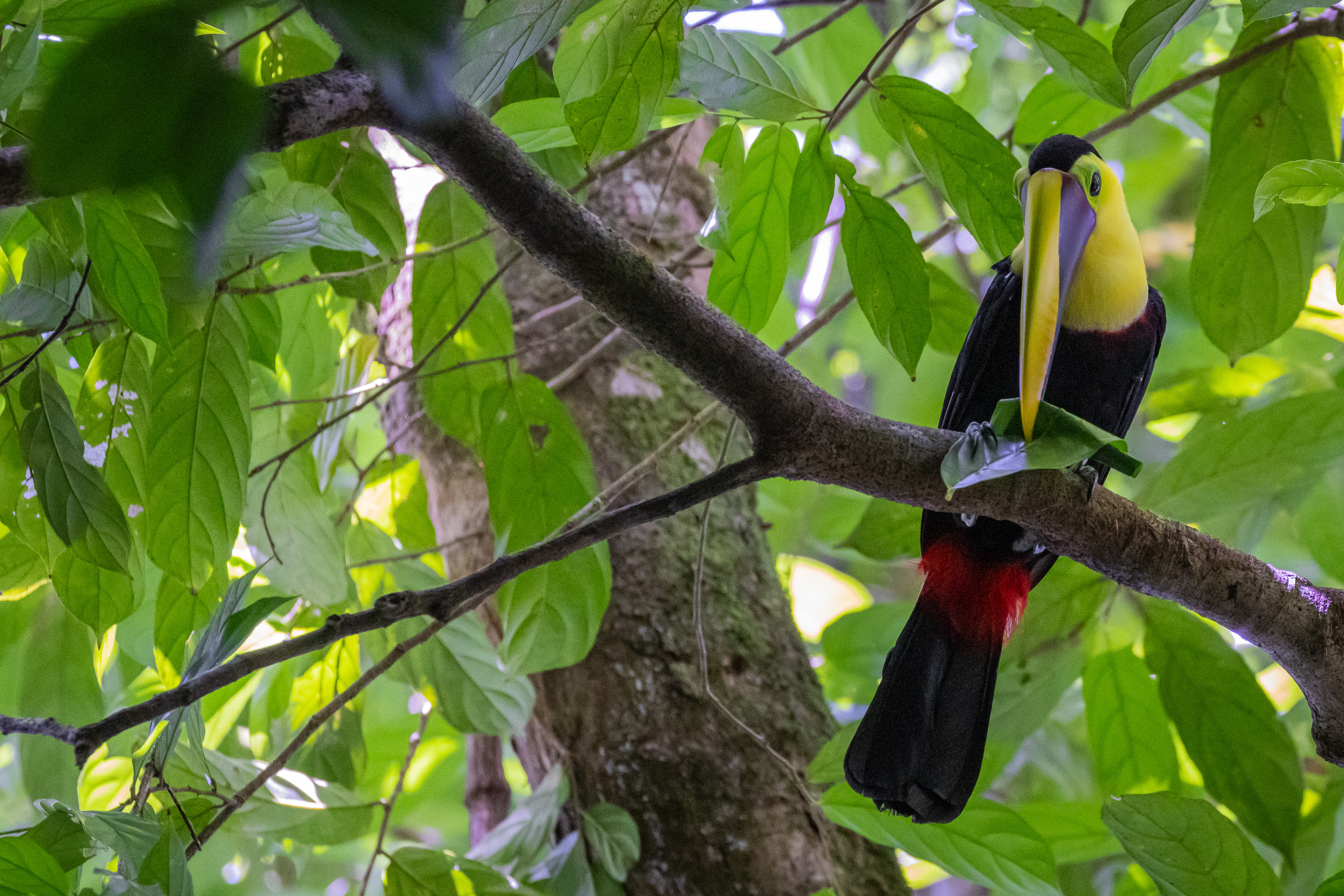 Costa Rica In Style: Thermal Springs & Eco-Luxury