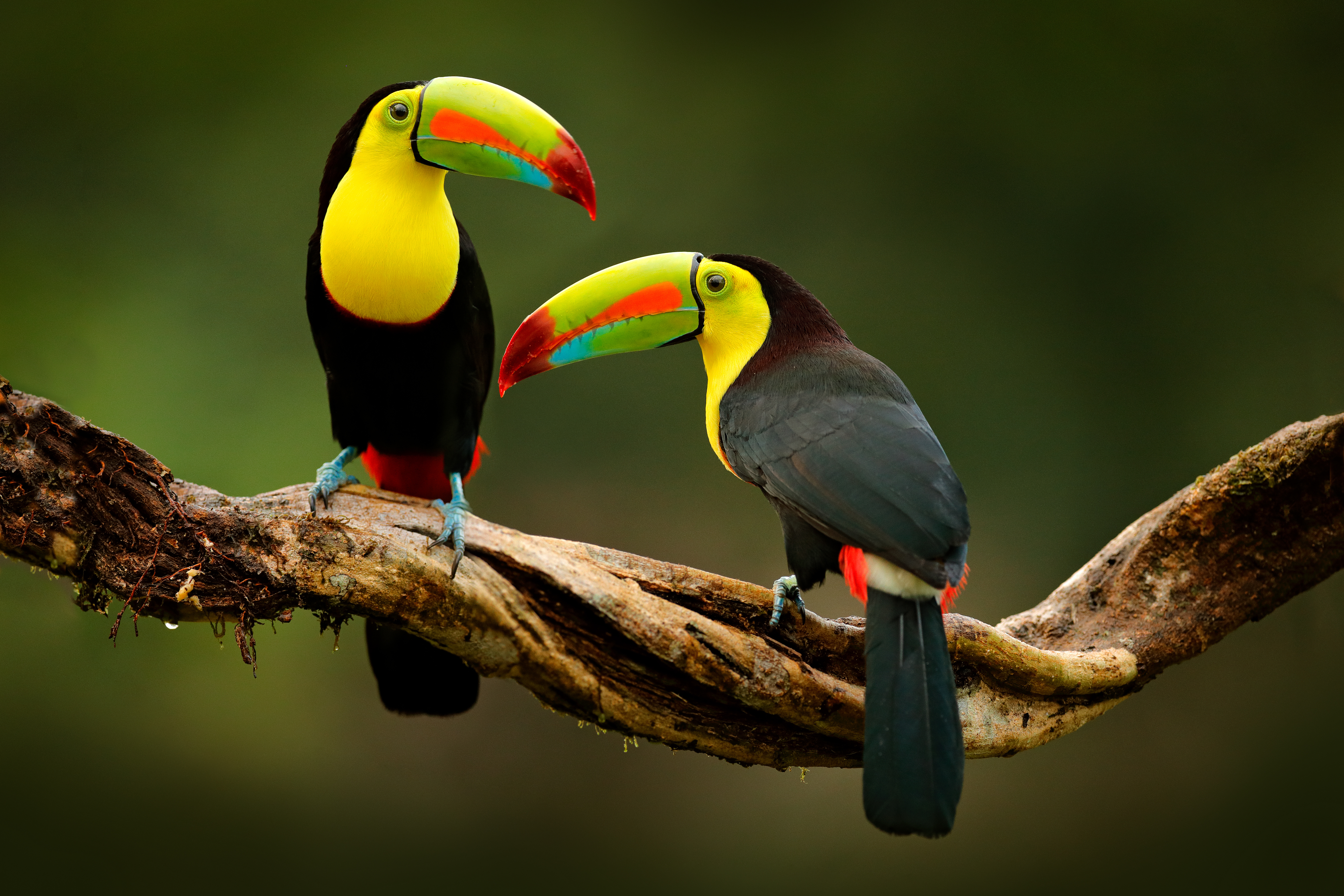 Romance in Costa Rica: Arenal & Guanacaste