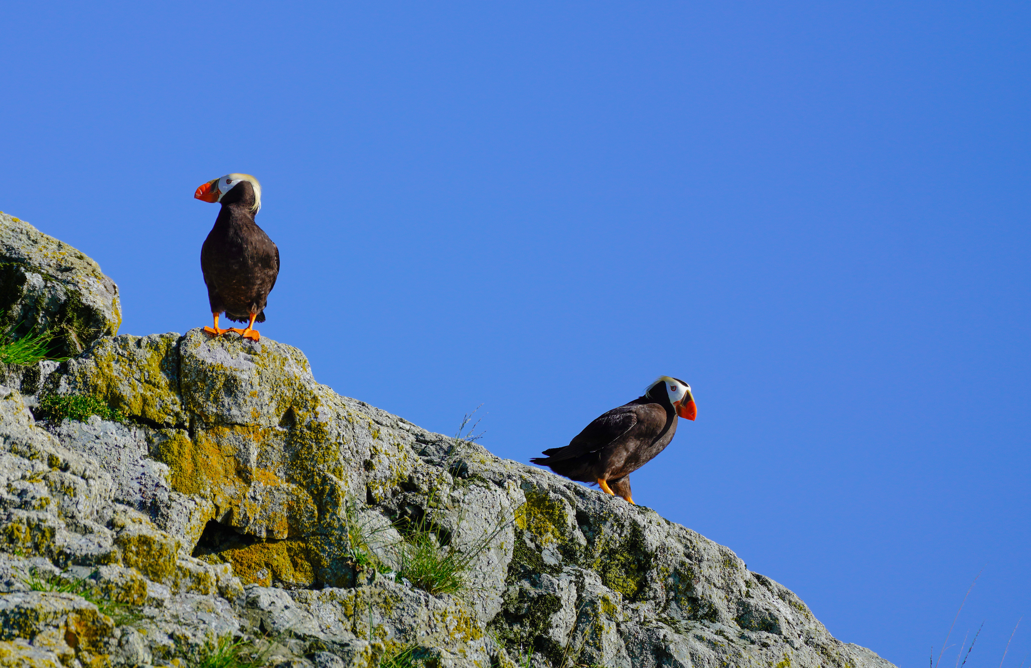 Classic Alaska: Fjords, Glaciers & Mountains