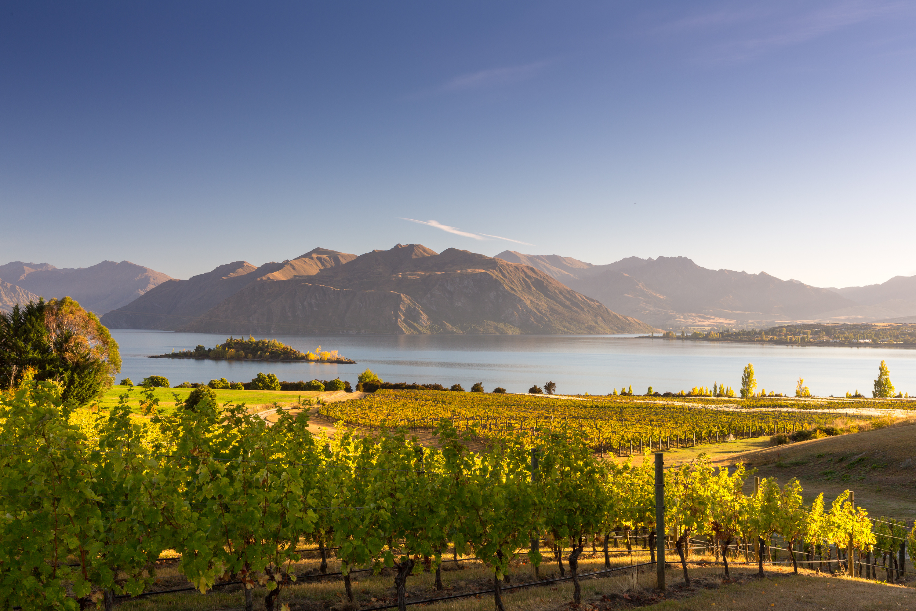 Scenic Sips: The Wines and Wonders of New Zealand