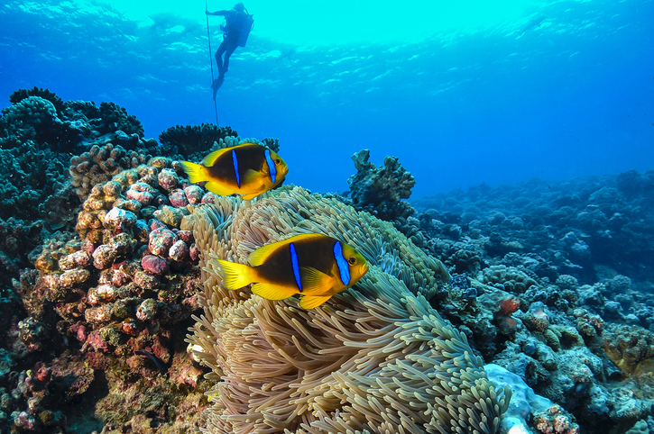Polynesian Decadence: Tahiti, Moorea and Bora Bora