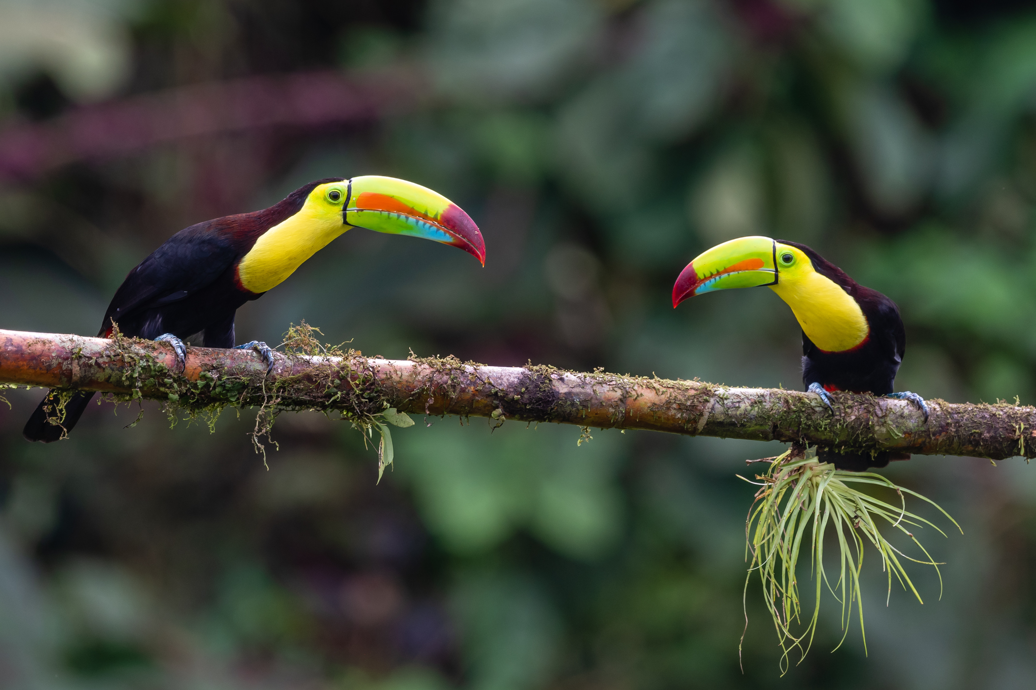 Costa Rica Luxury in the Jungle