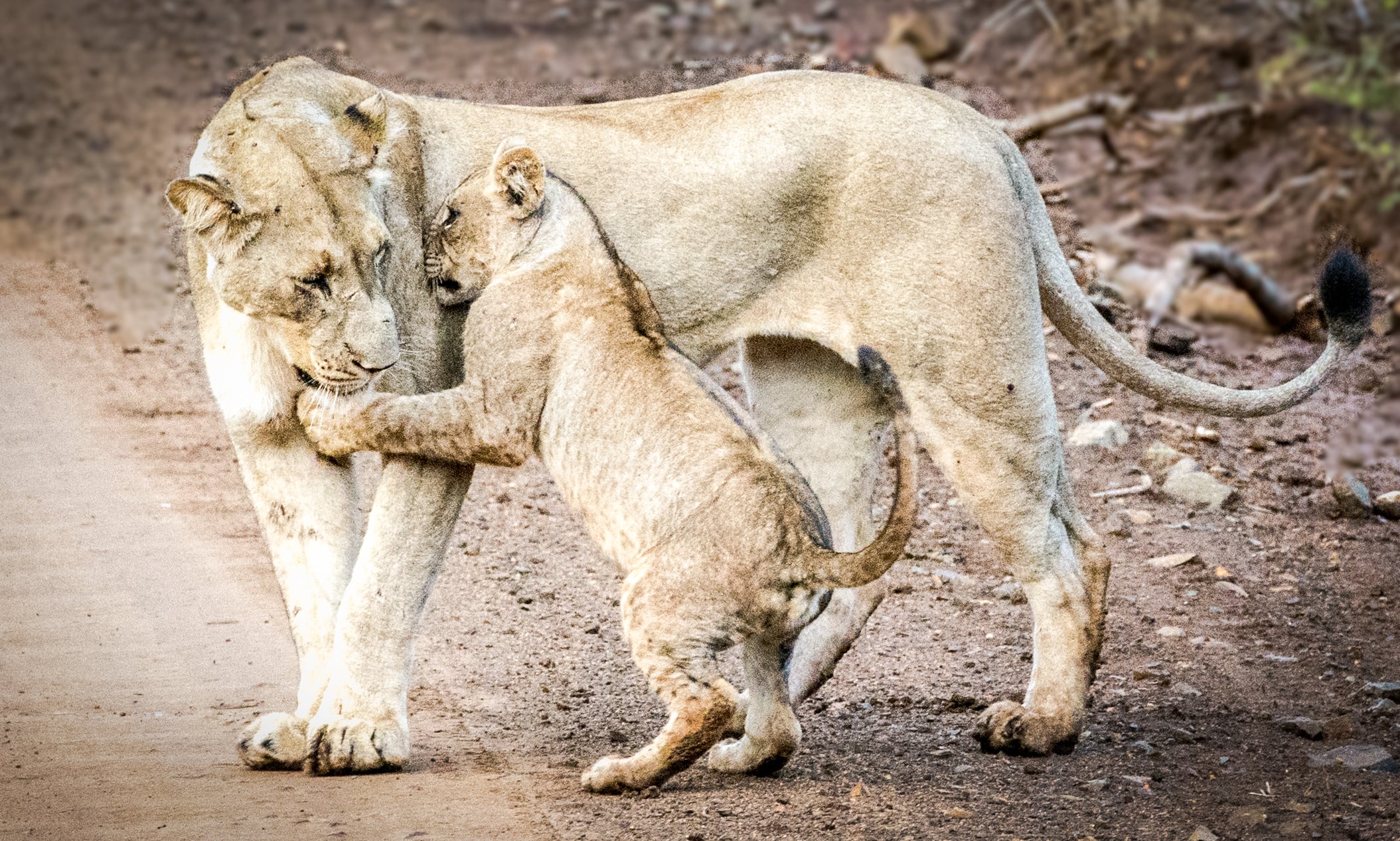 South Africa Elegance: Rovos Rail & Safari