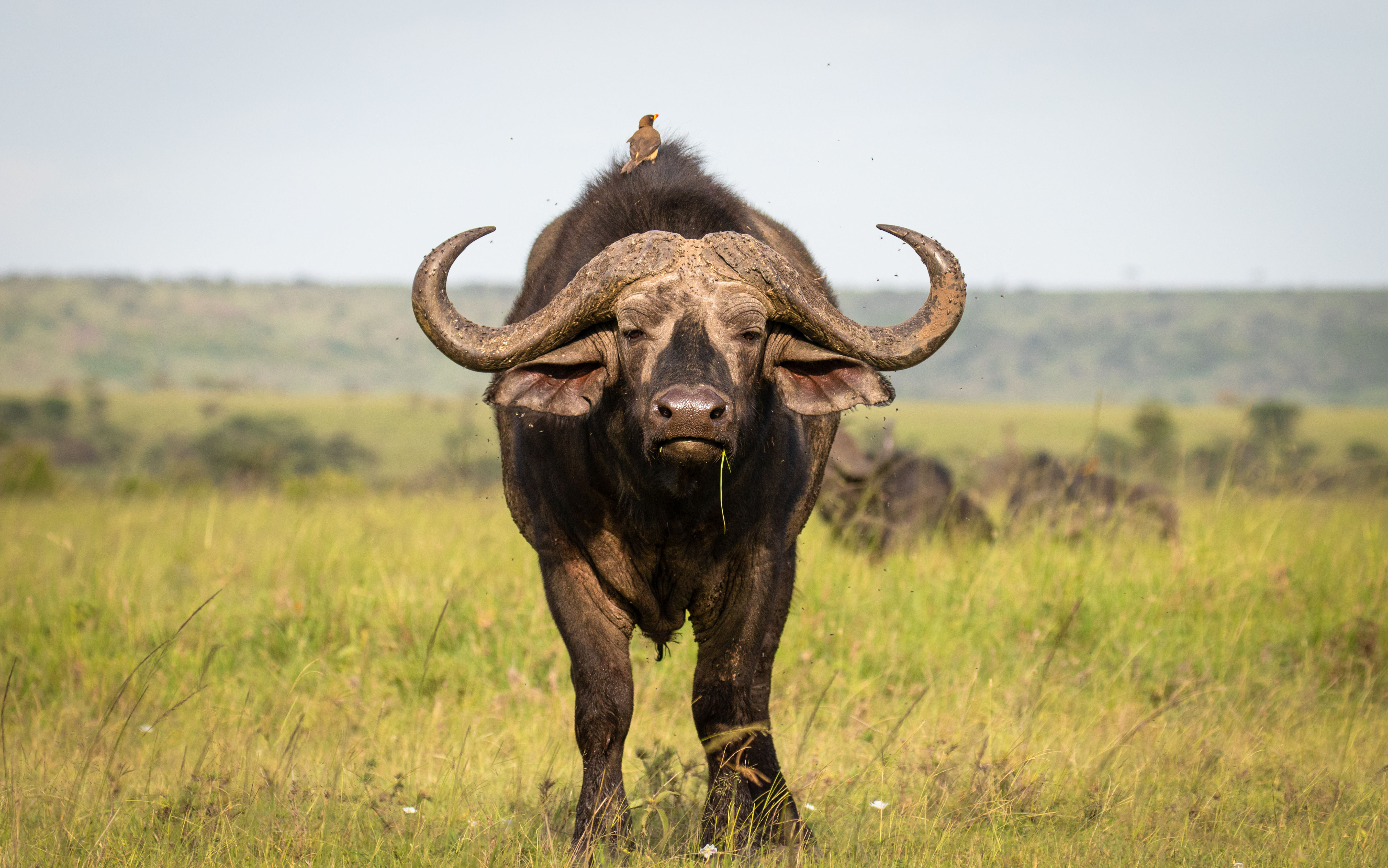 Deluxe Safari & Island Romance: Kenya & Zanzibar