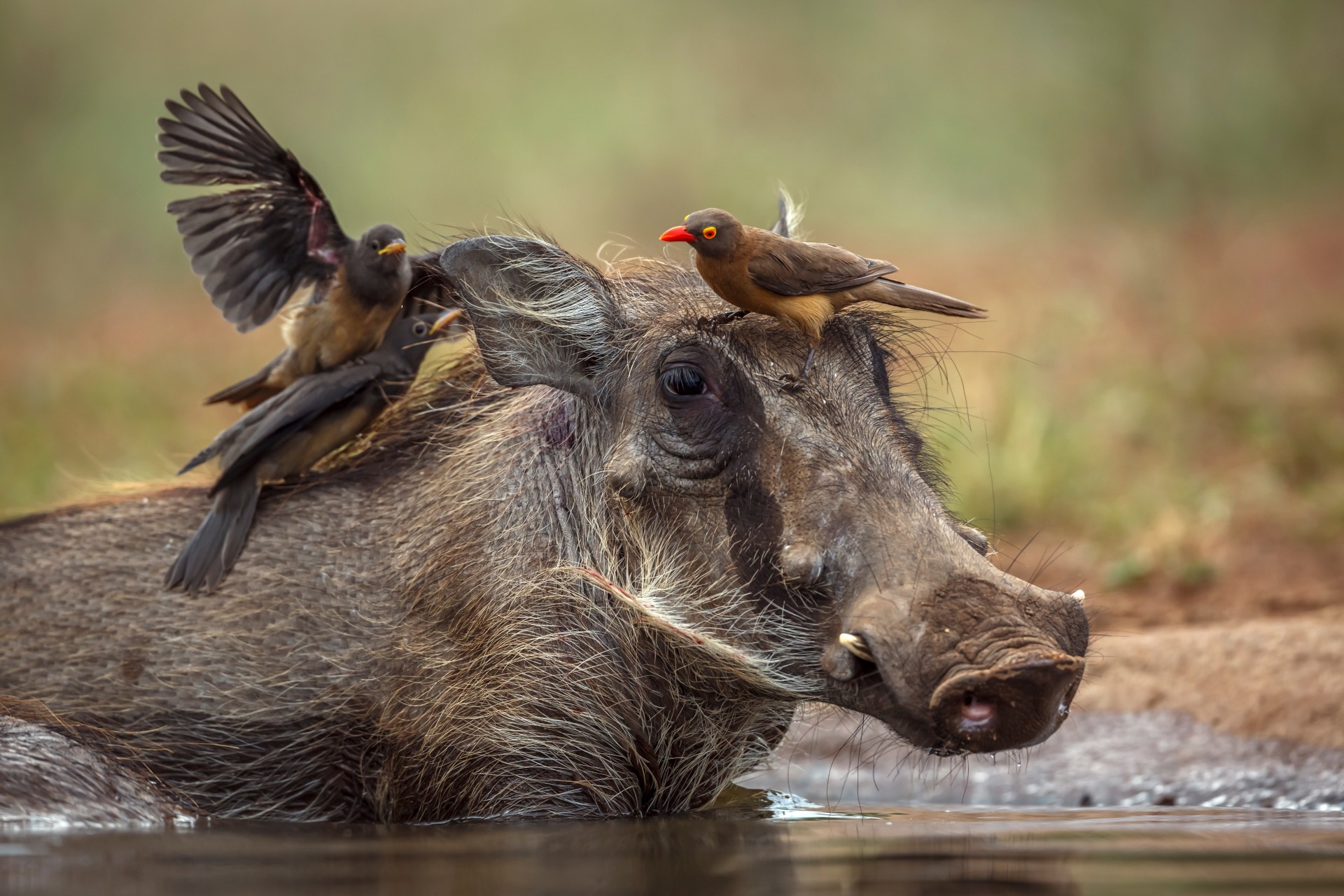 Botswana and Zimbabwe Family Adventure