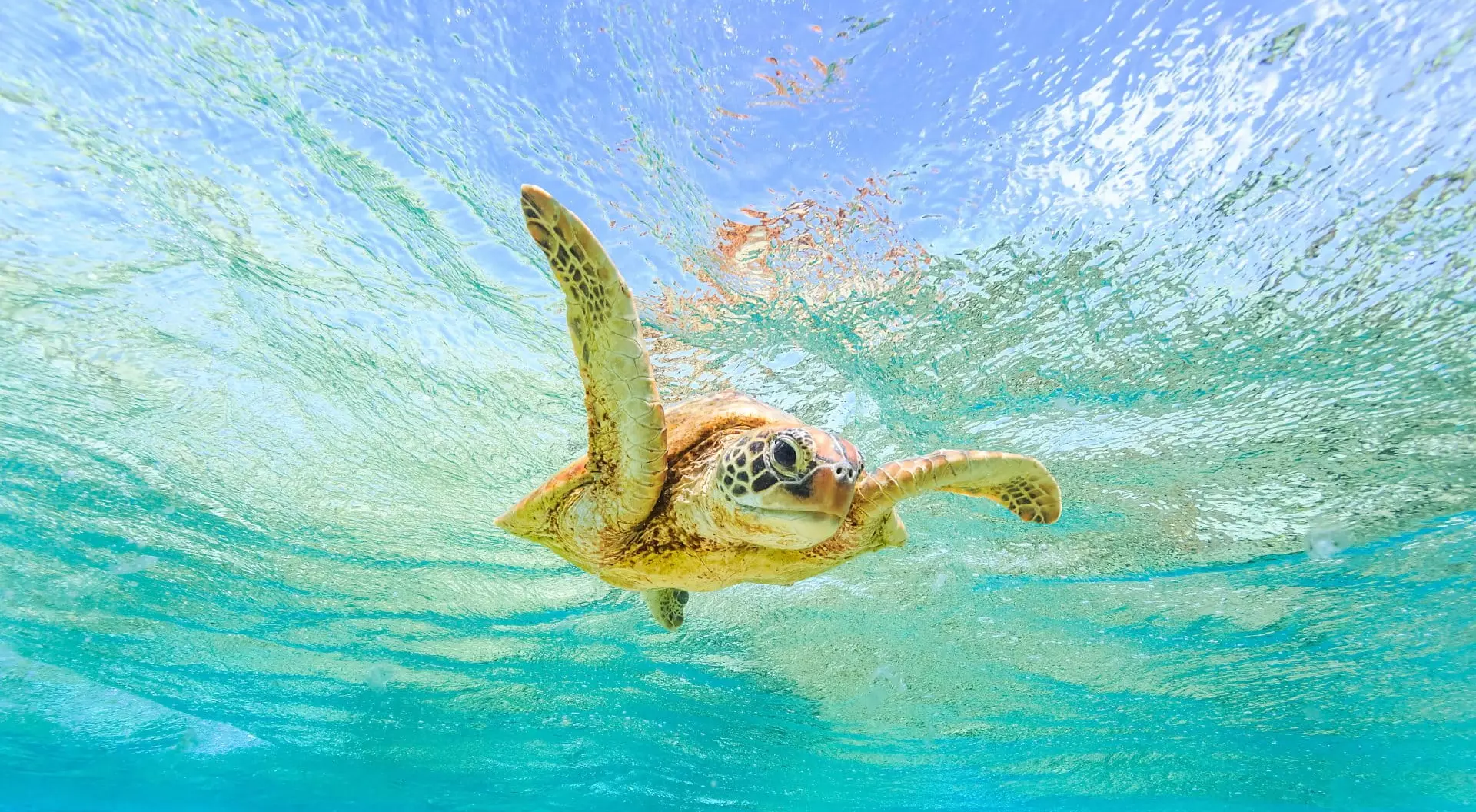 Australia A Green Sea Turtle giving a "high-five" while swimming in crystal clear waters over coral reef