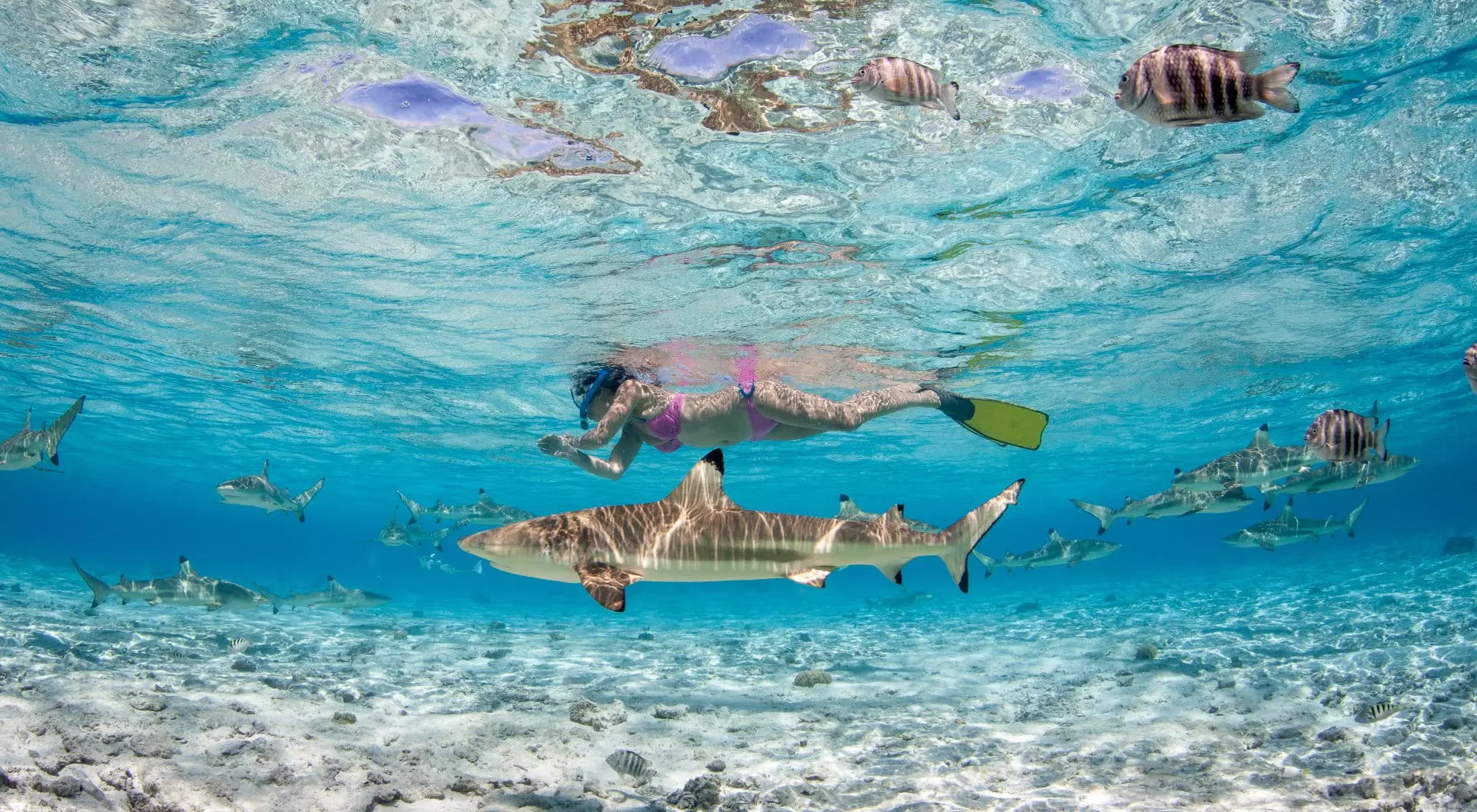 Bora Bora, French Polynesia A girl snorkels alongside a blacktip reef shark in the lagoon of Bora Bora in French Polynesia.