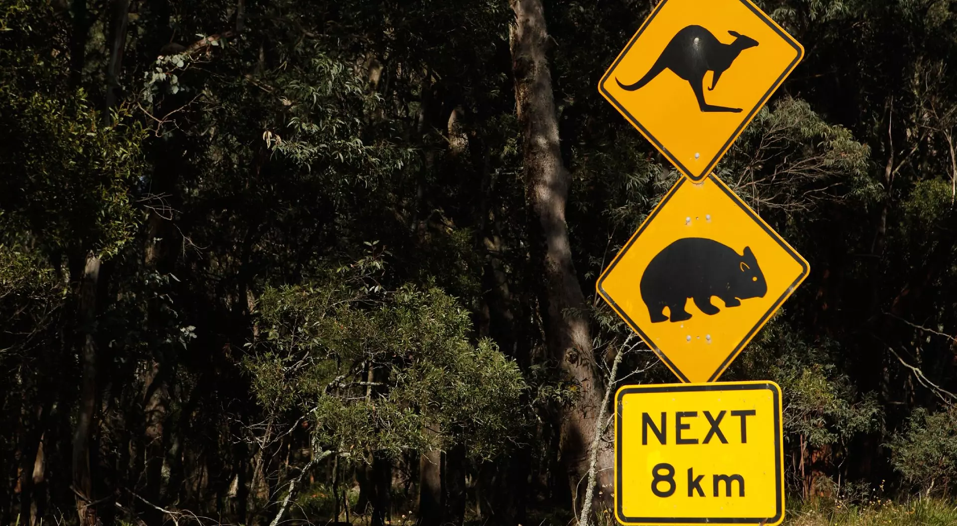 A Kangaroo and Wombat Warning Sign is seen in front of a heavily wooded area of bush