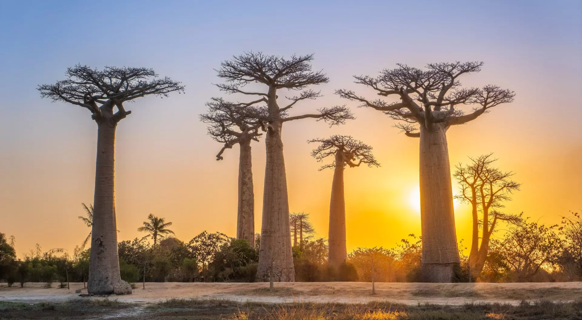 Avenue of the Baobabs, Madagascar A breathtaking sunset illuminates the baobab trees. The towering trees stand silhouetted against the golden sky.