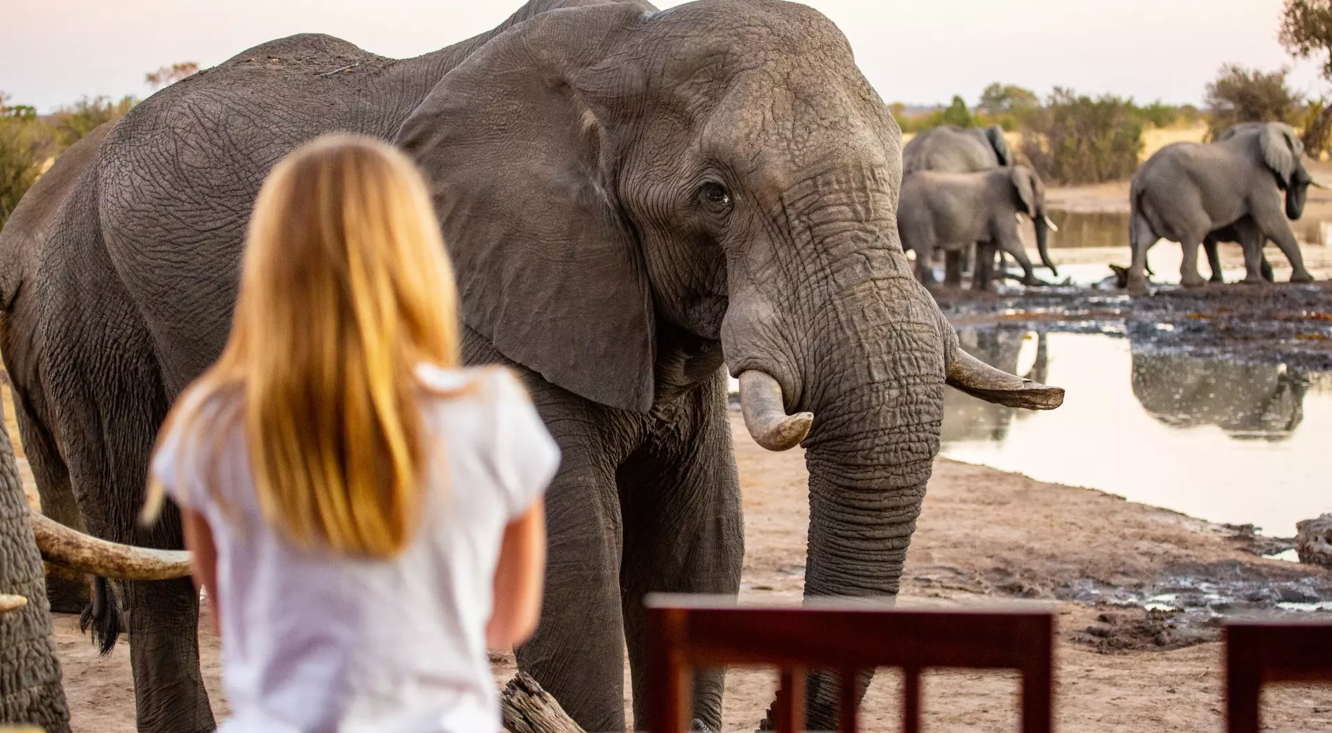 Zimbabwe A girl gets up close and personal with an African elephant at the Nehimba Safari Lodge in Hwange National Park, Zimbabwe Africa