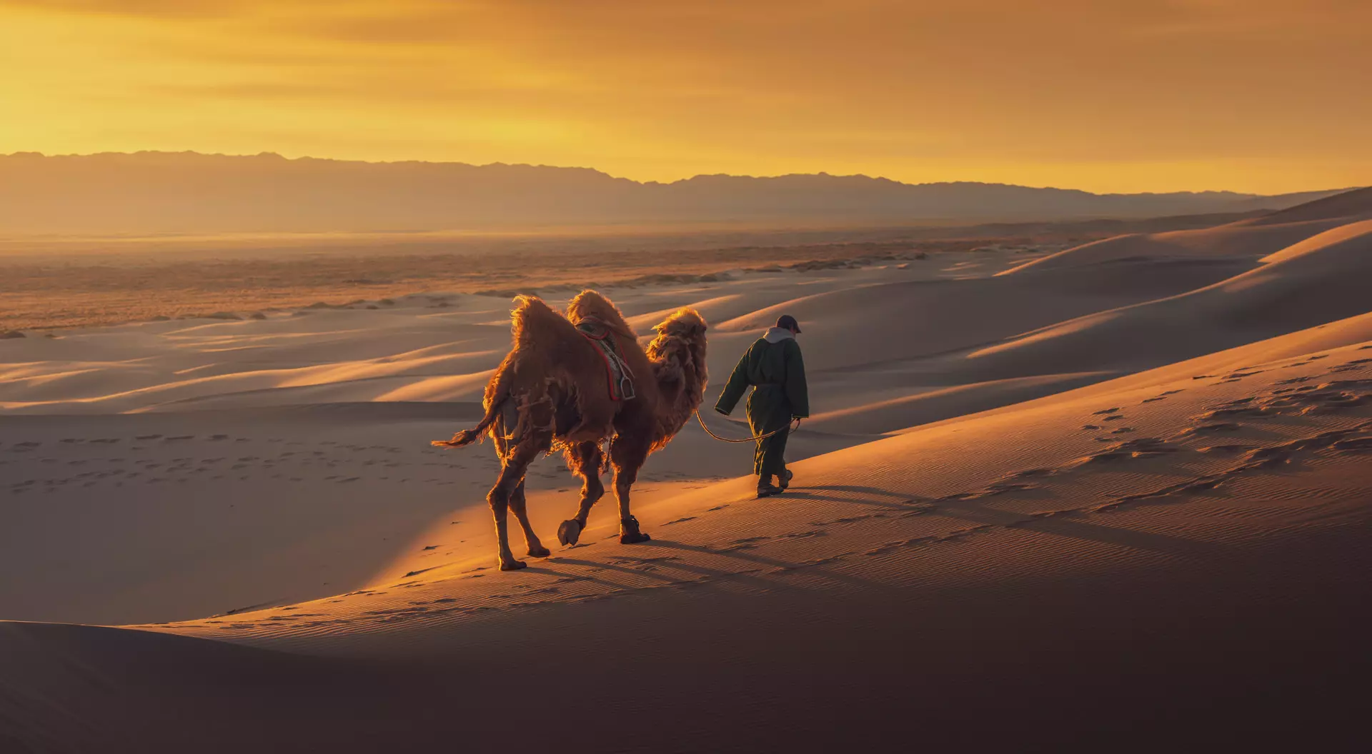 Gobi Desert, Mongolia Camel going through the sand dunes on sunrise, Gobi desert Mongolia.