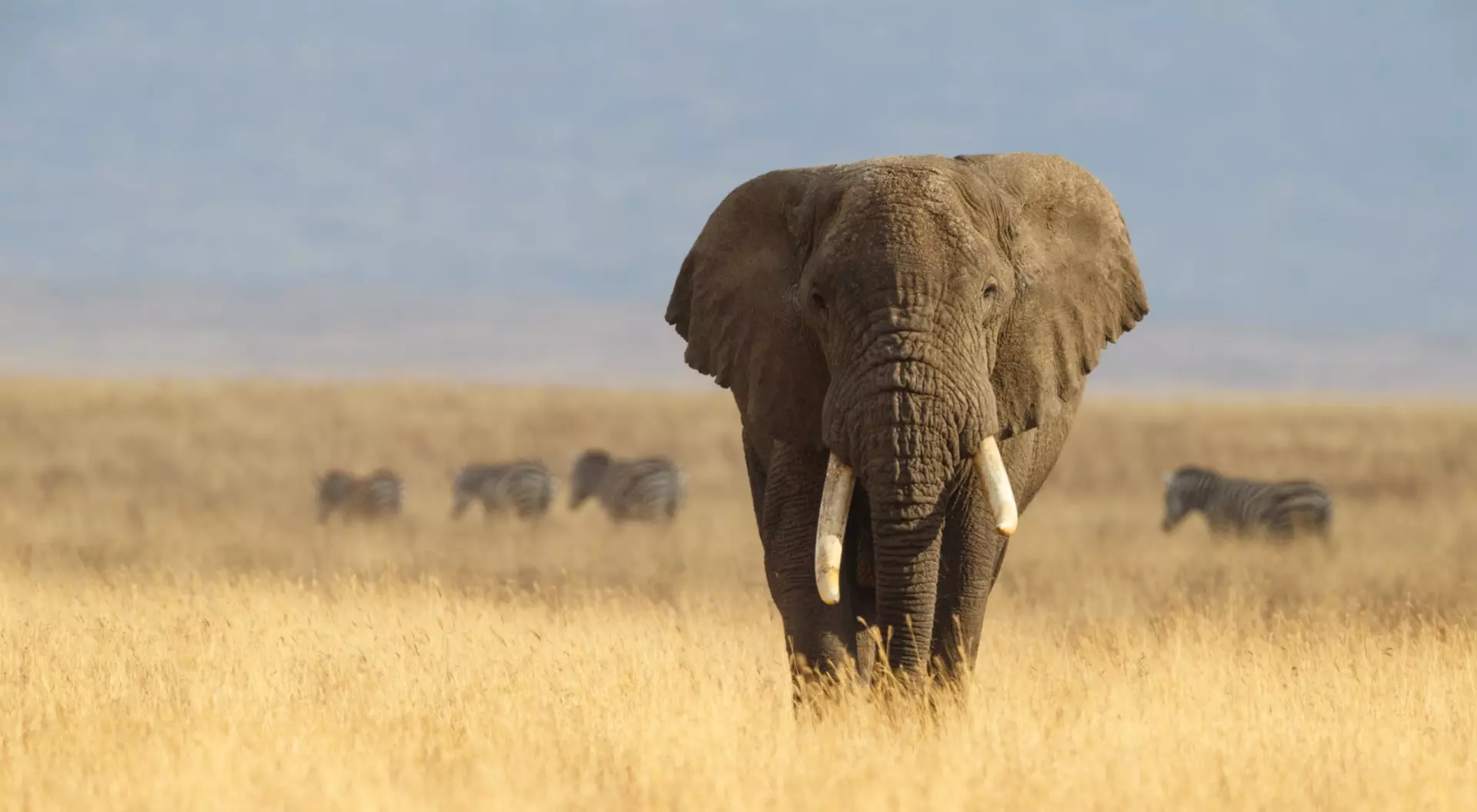 Africa African Elephant