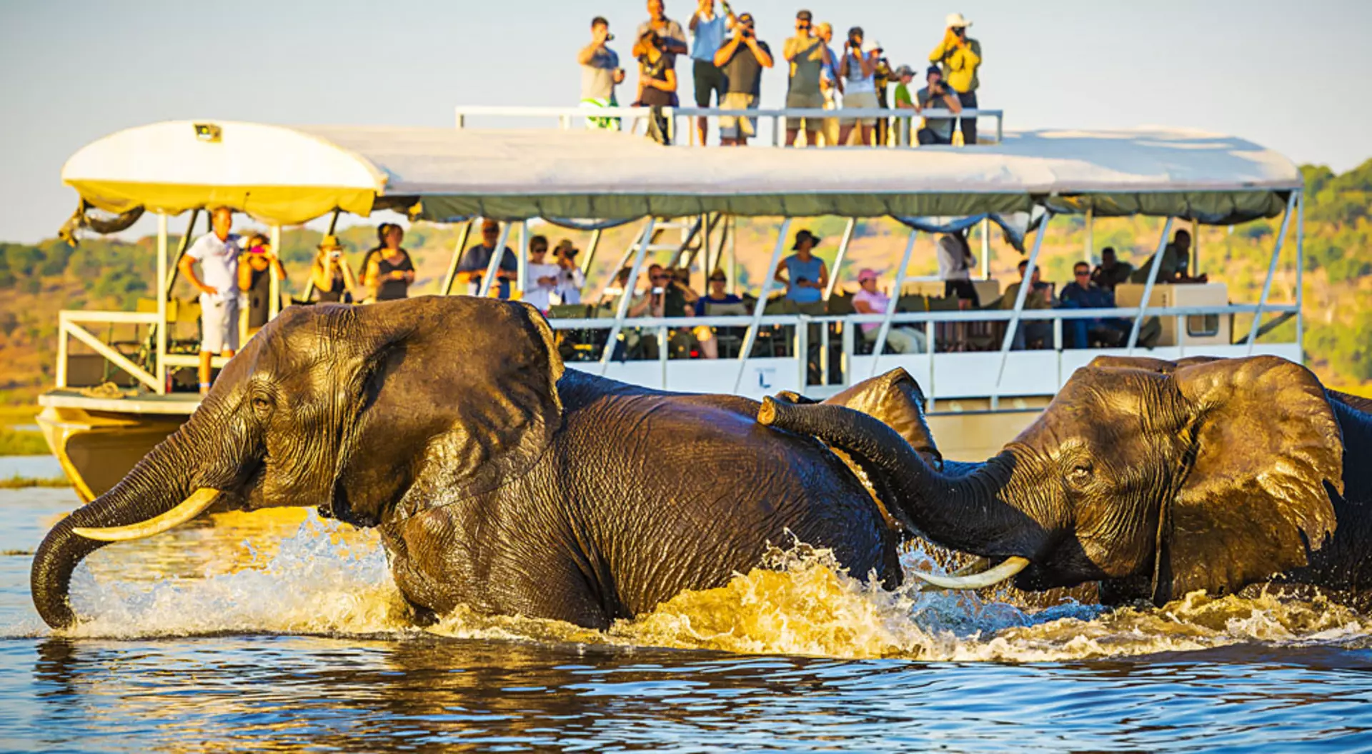 Chobe River, Botswana African Elephants swimming across the Chobe River, with tourists on safari watching on, Botswana