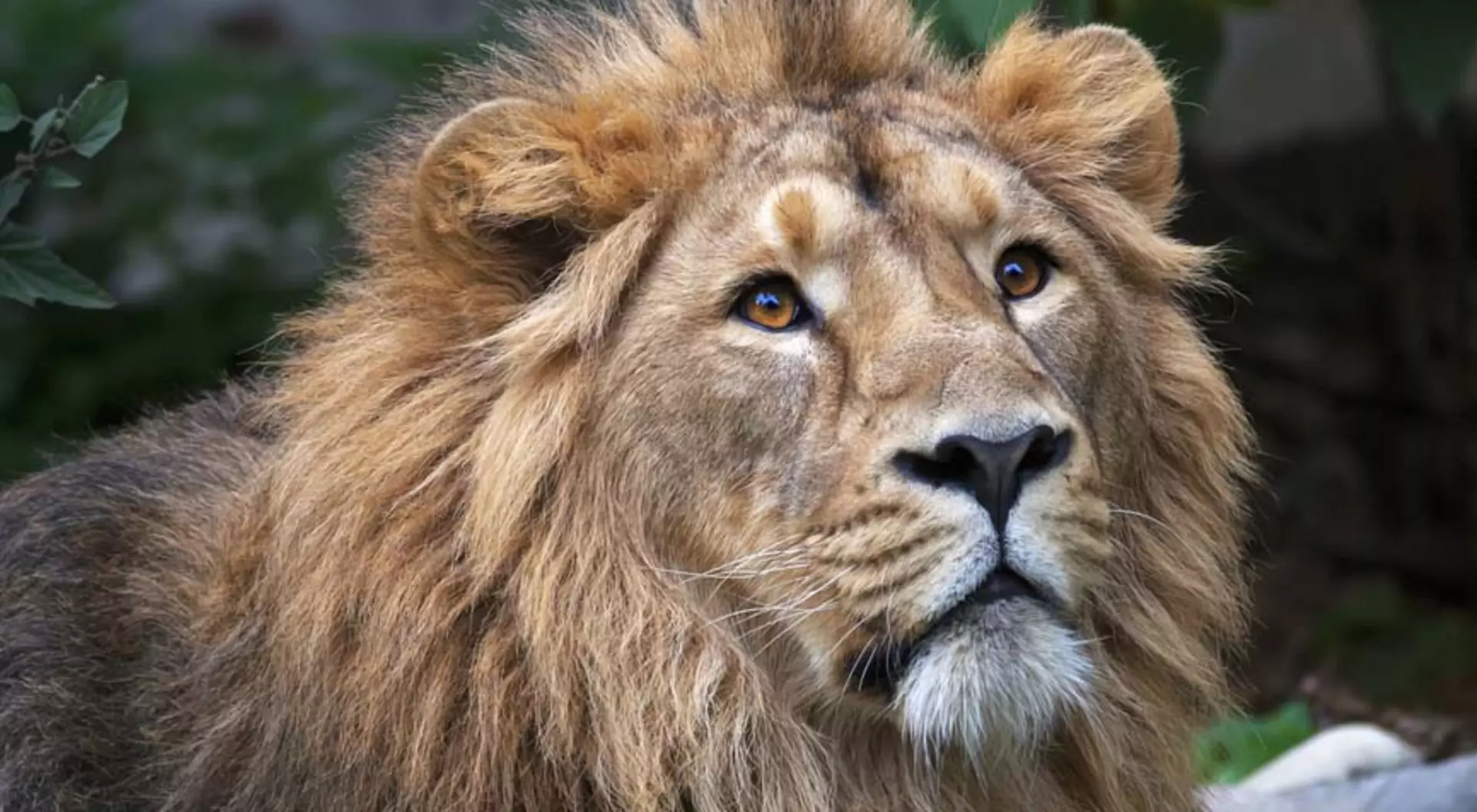 Asiatic Lion