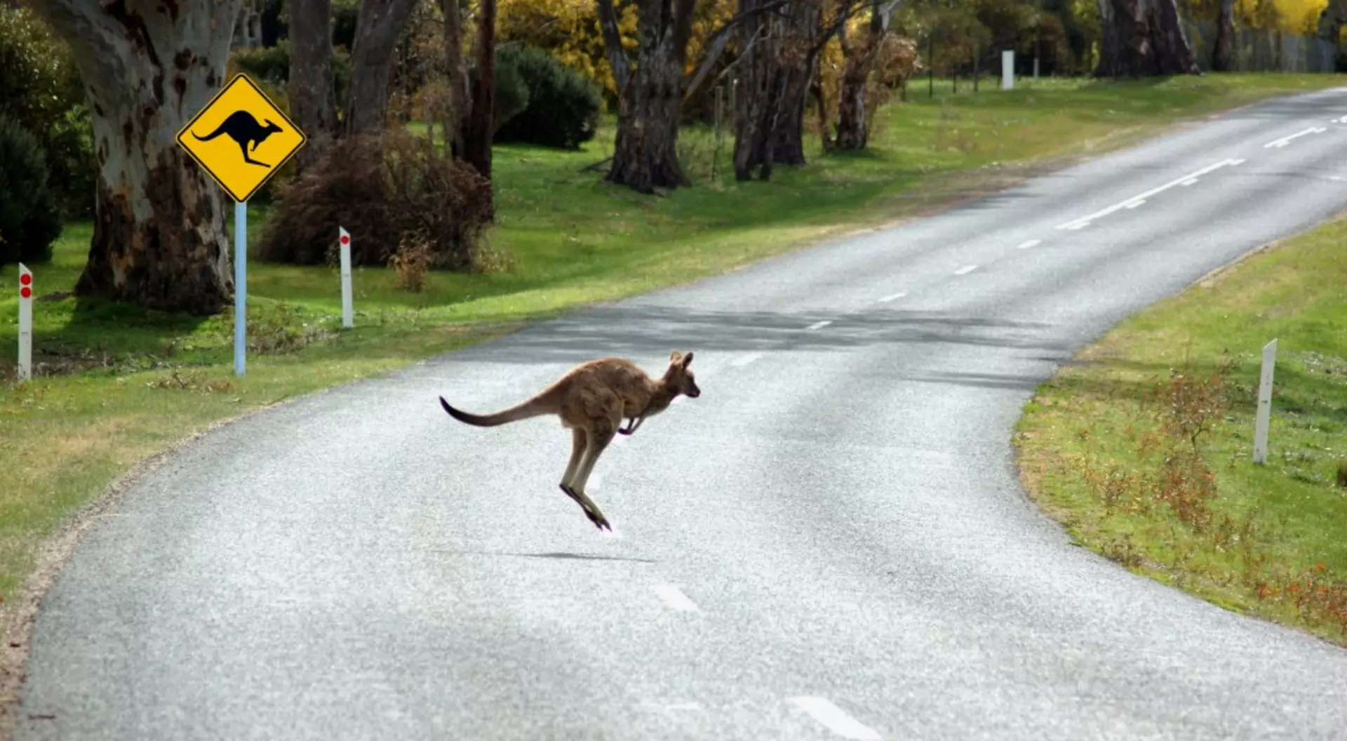 Australia Kangaroo Road Self drive
