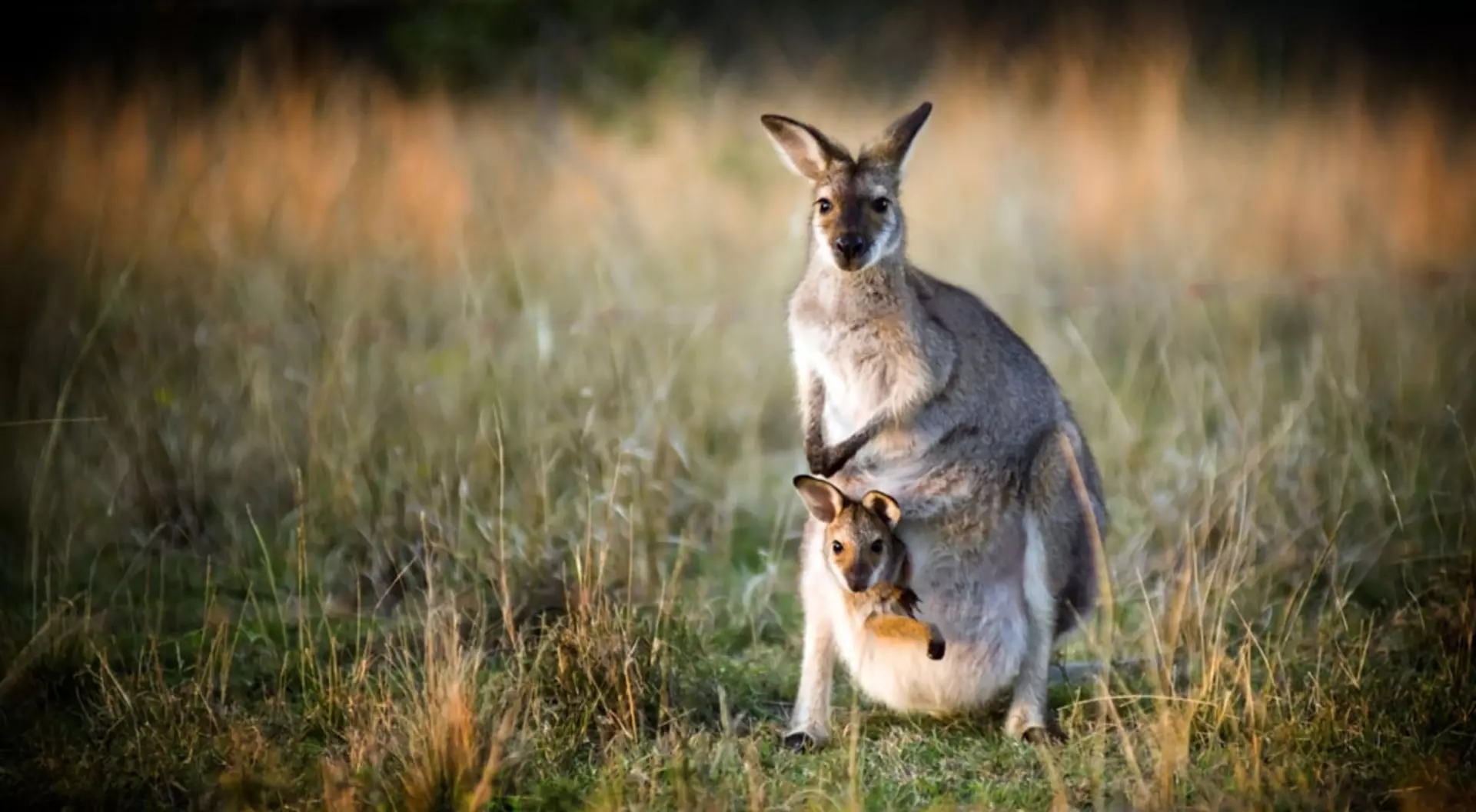 Australia Australia Kangaroo