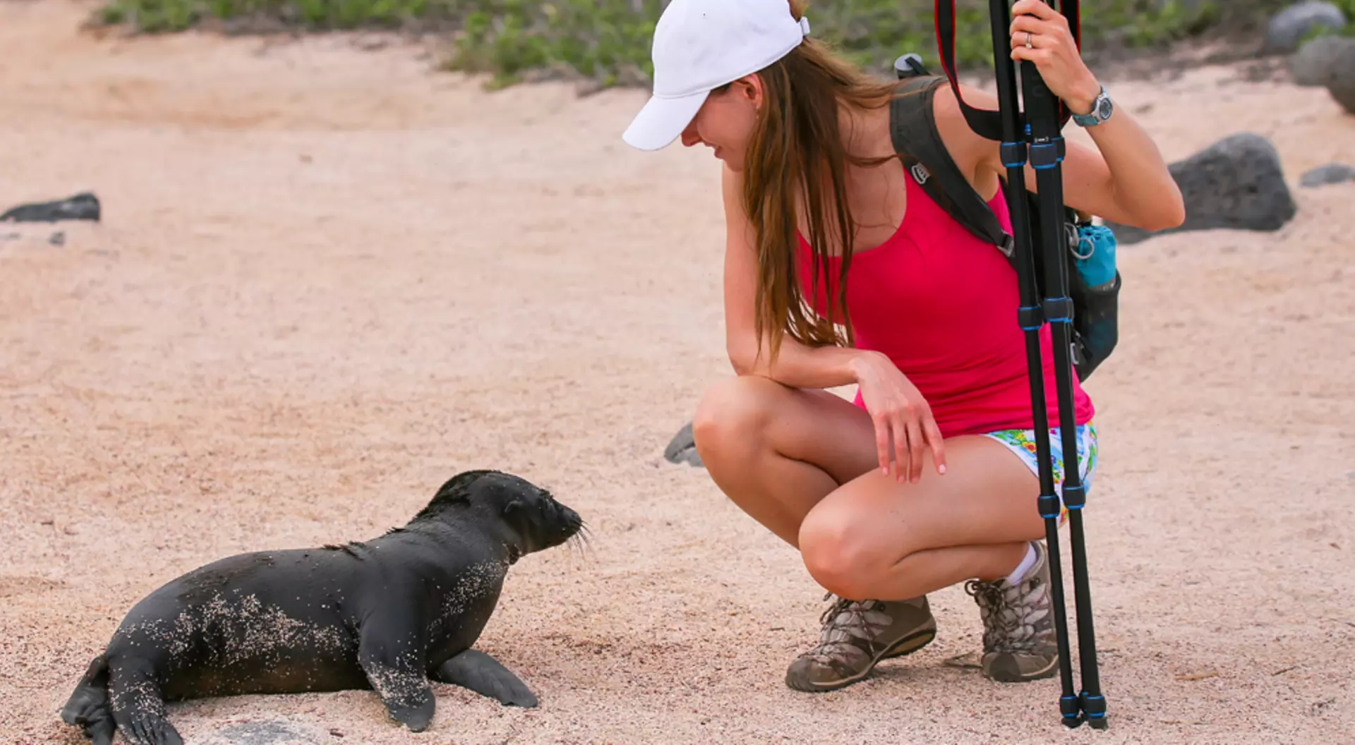 North Seymour, Galapagos Islands, Ecuador Baby Galapagos sea lion looking at young woman on North Seymour Island, Galapagos National Park, Ecuador