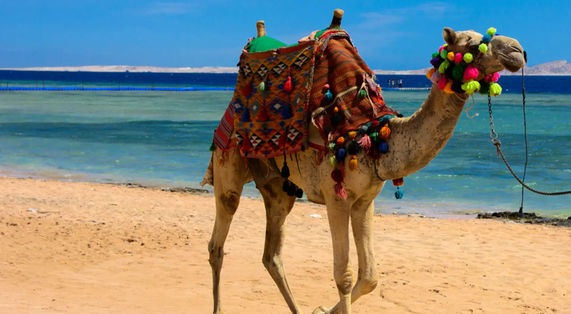 Bedouin camel on beach
