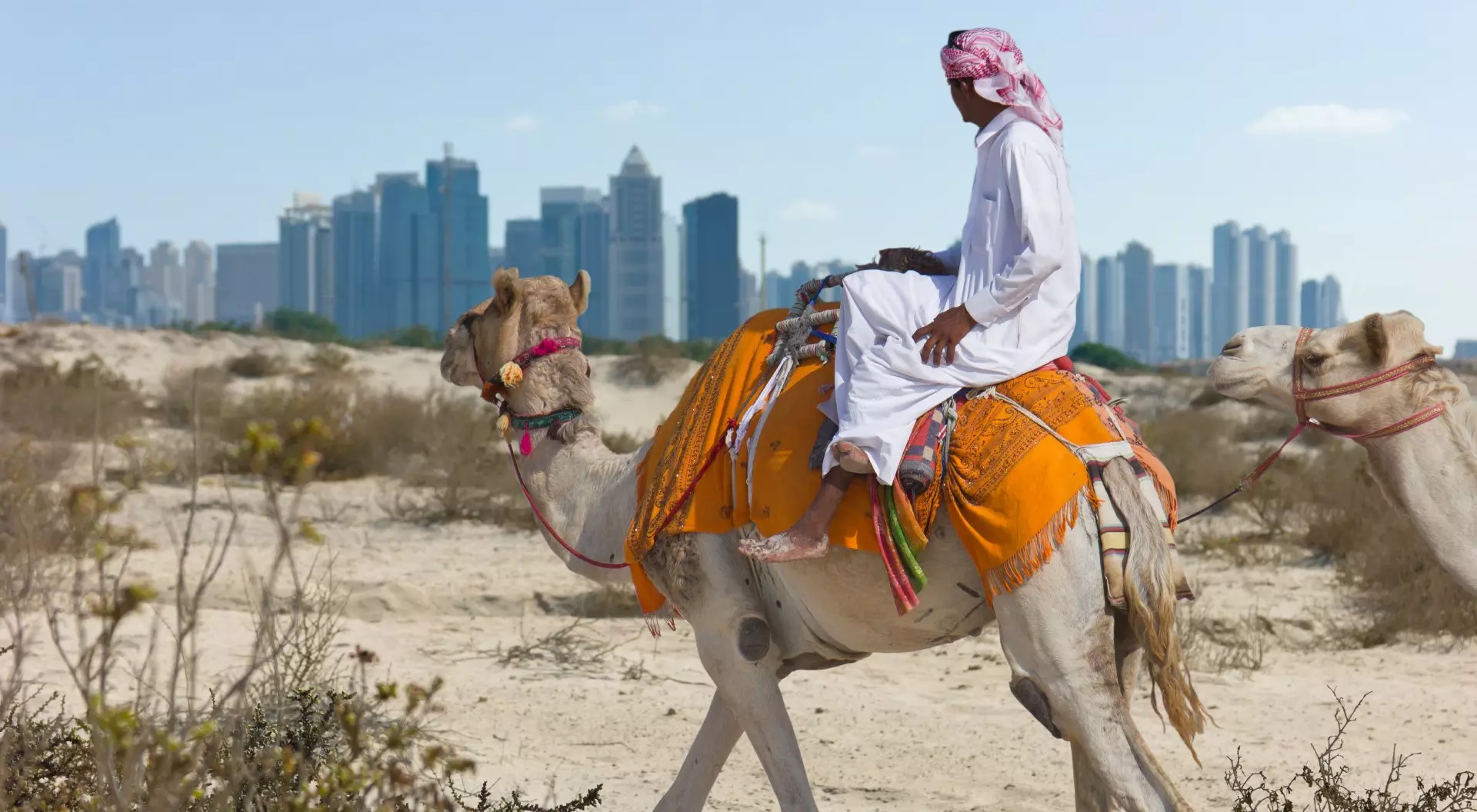 United Arab Emirates Bedouin on a Camel in the Desert Near Dubai, United Arab Emirates (UAE)