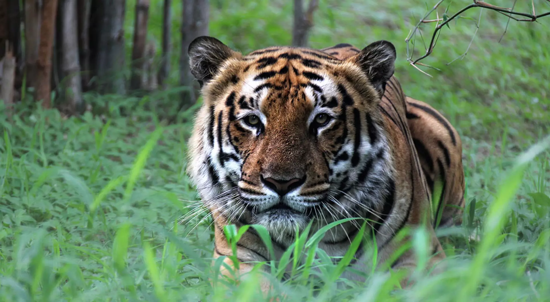 India Bengal Tiger, India