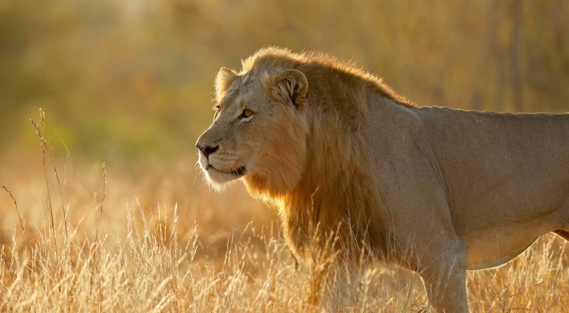 Big male African lion (Panthera leo) at sunrise, Kruger National Park, South Africa.