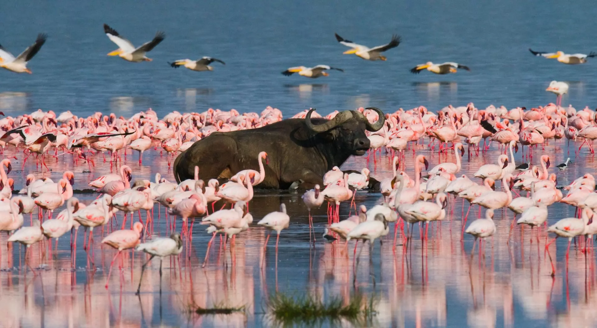 Buffalo lying in the water on the background of big flocks of flamingos. Kenya. Africa. Nakuru National Park