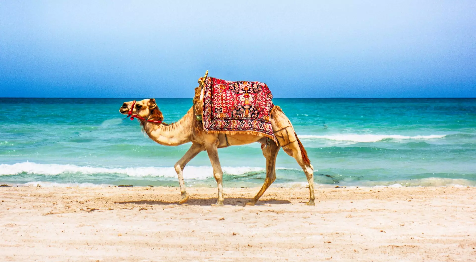 Tunisia Camel walking on a Tunisian beach, Tunisia vacations