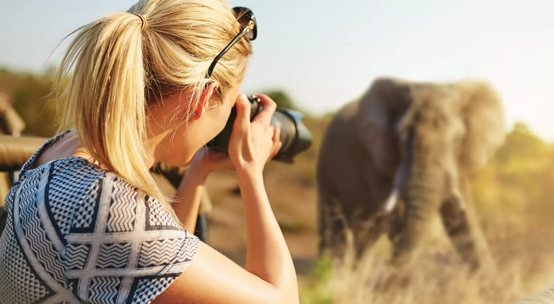 Africa Capturing wildlife elephant