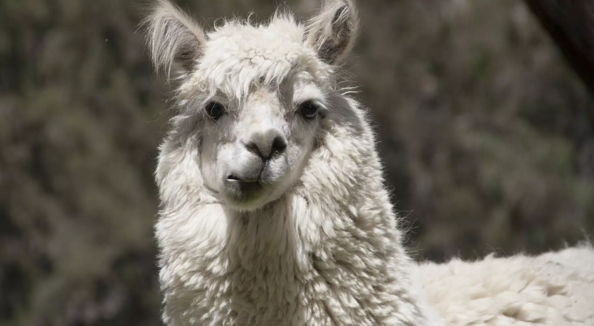 South America Chewing Llama, South America