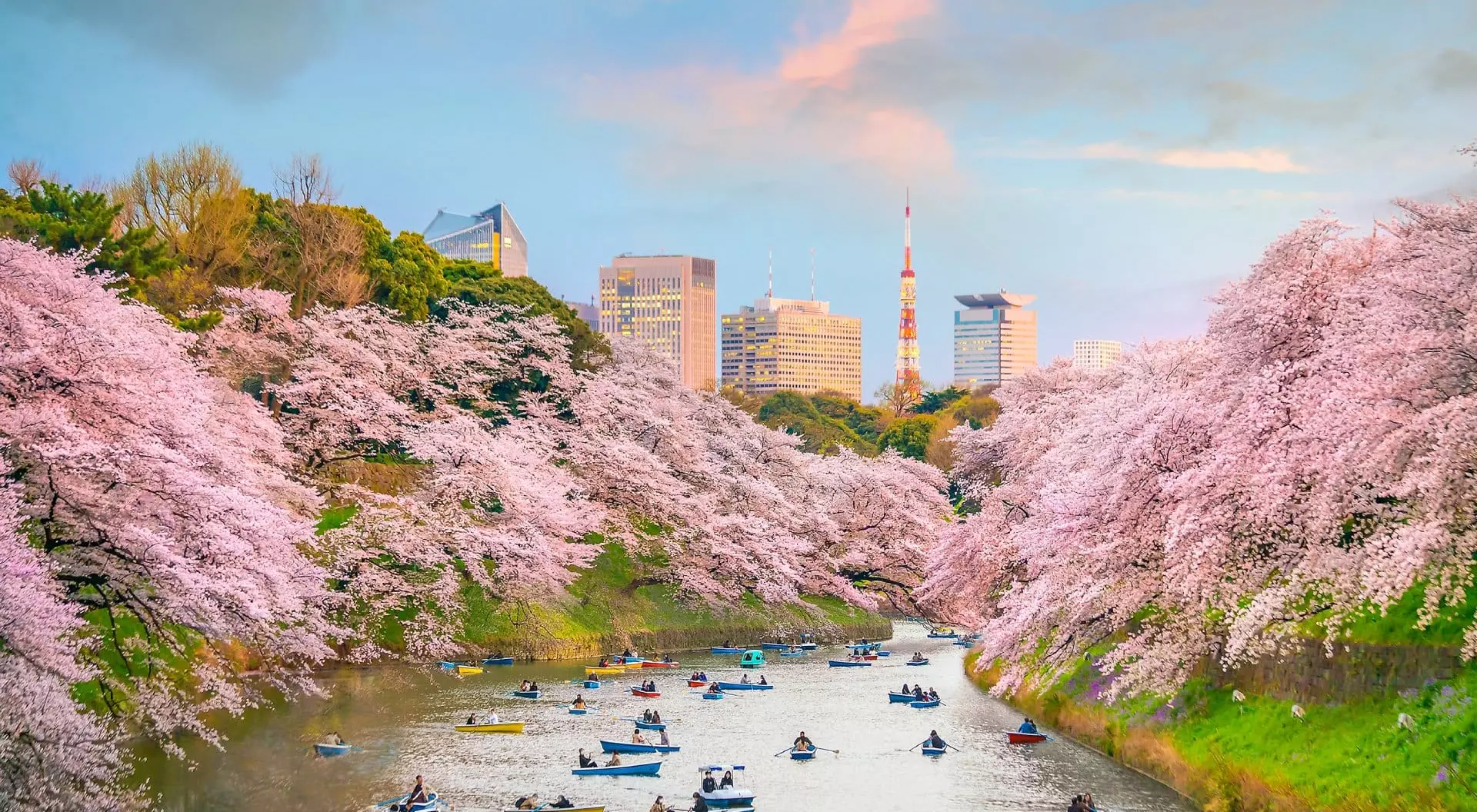 Chidorigafuchi Park in Tokyo during sakura season in Japan