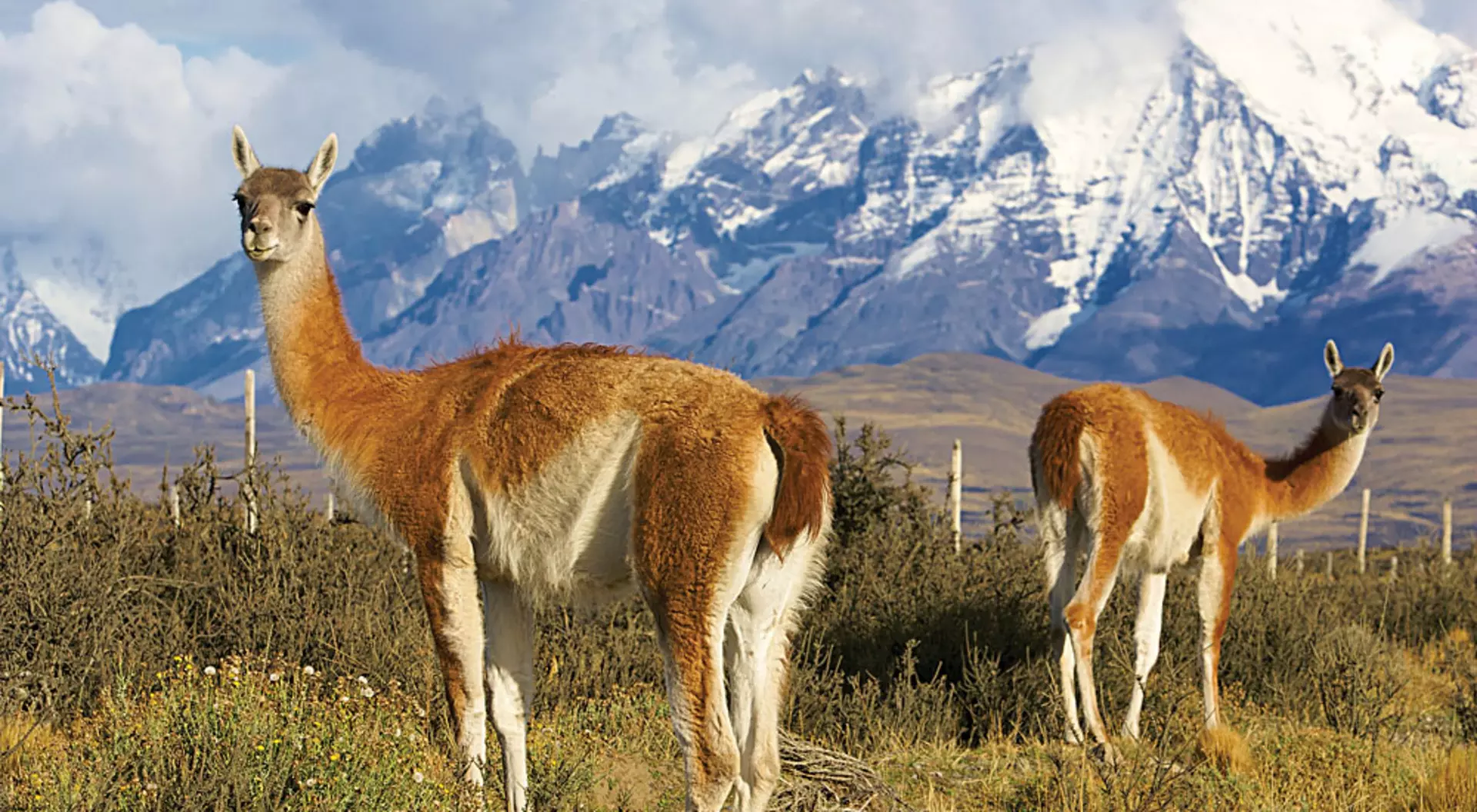 Chile Chilean Guanacos or Patagonian Llamas in the Grass Close to Torres del Paine National Park, Chile