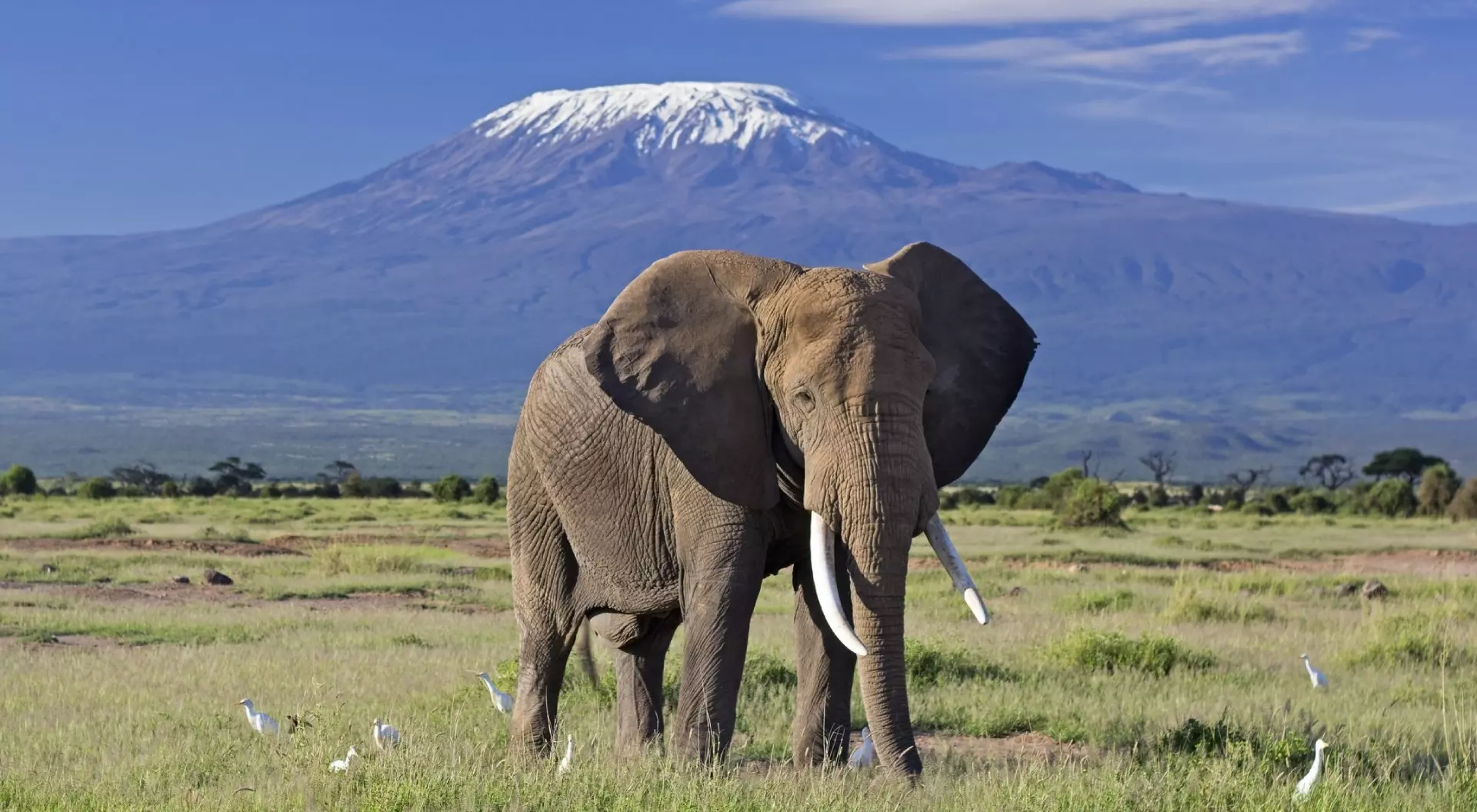 Amboseli Elephant with Views of Mt Kilimanjaro, Kenya
