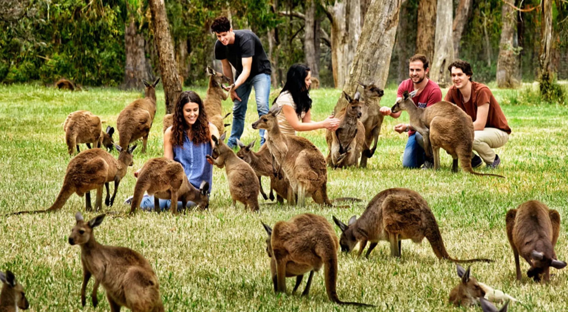 Adelaide Hills, South Australia Cleland Wildlife Park, Adelaide Hills, South Australia (©Paul Torcello, South Australia Tourism Commission)