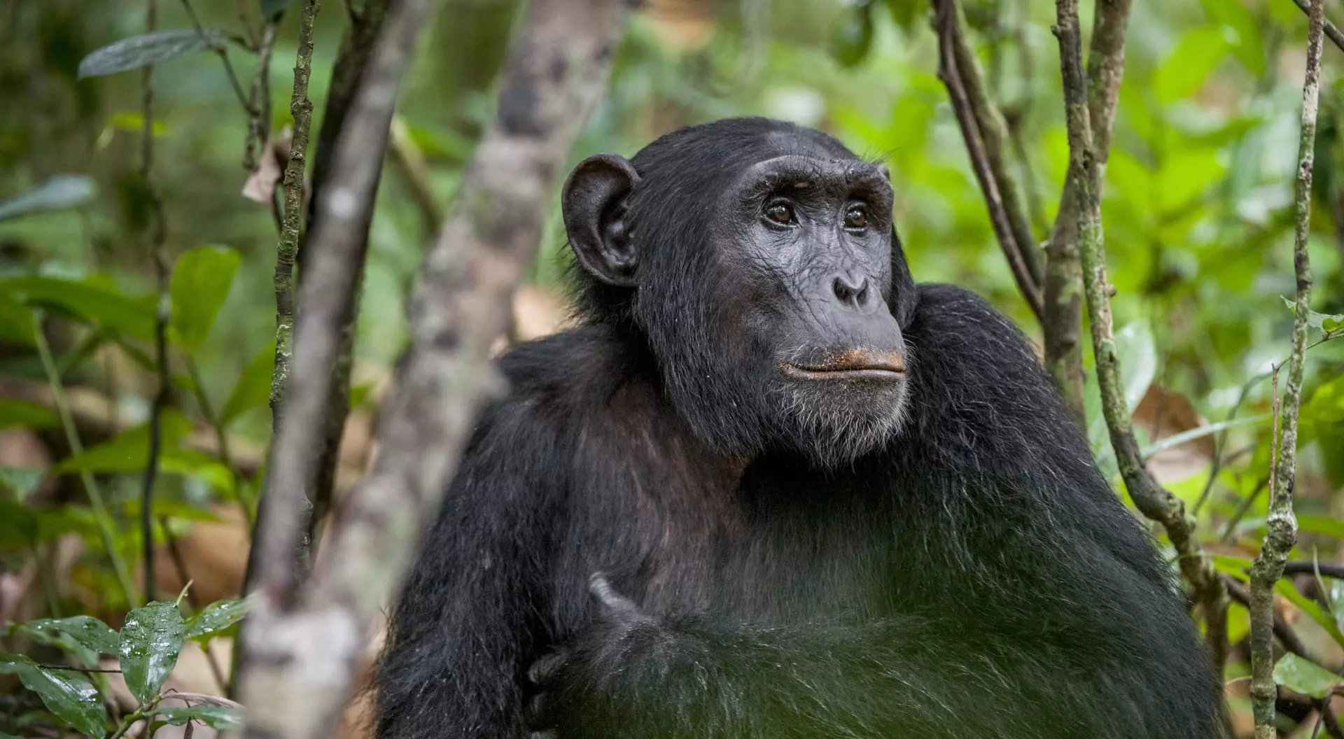 Uganda Close up portrait of chimpanzee ( Pan troglodytes ) resting in the jungle. Natural habitat. Kibale forest in Uganda