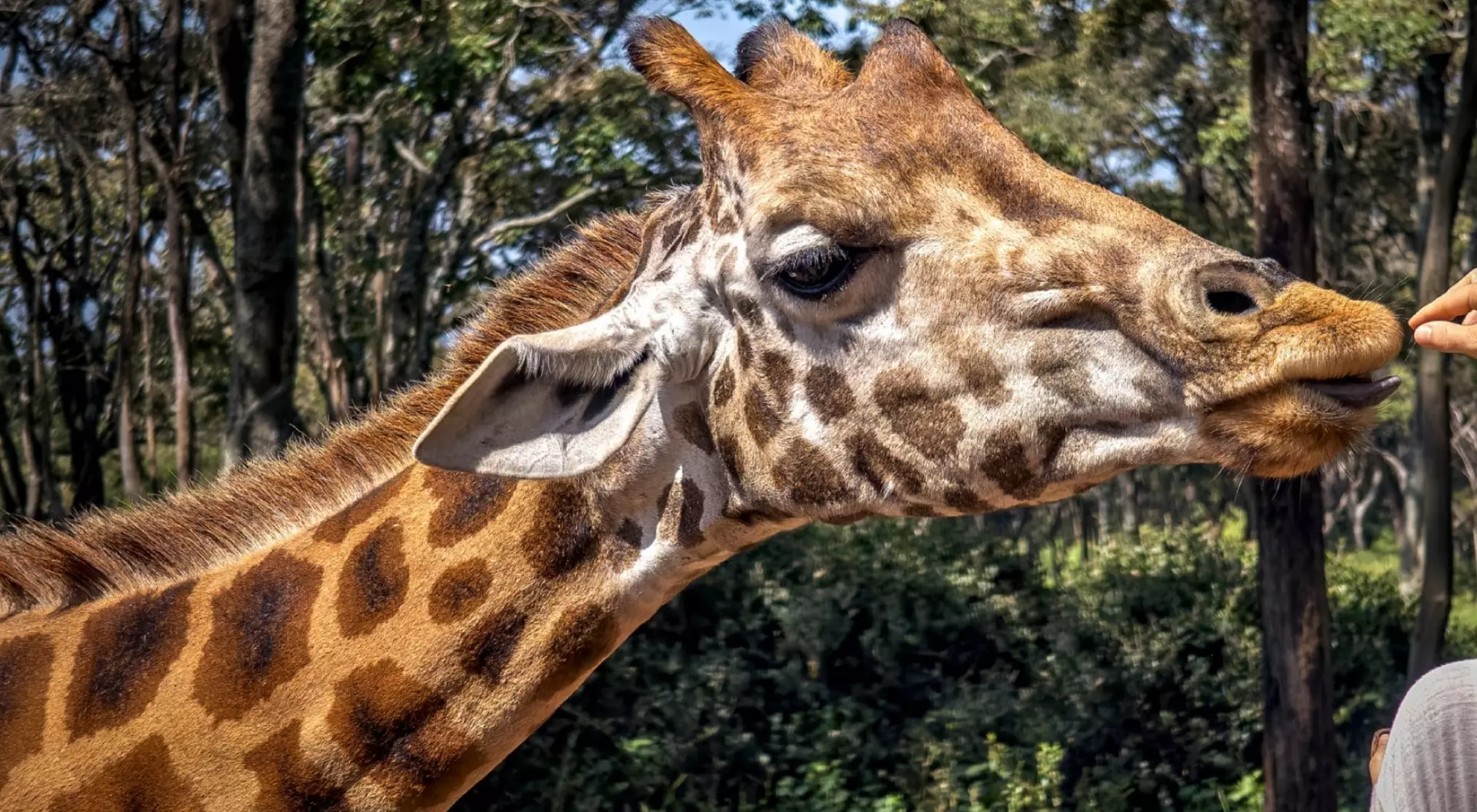 Close up head shot of a kordofan giraffe giraffa camelopardalis antiquorum being hand fed by a tourist in a zoo