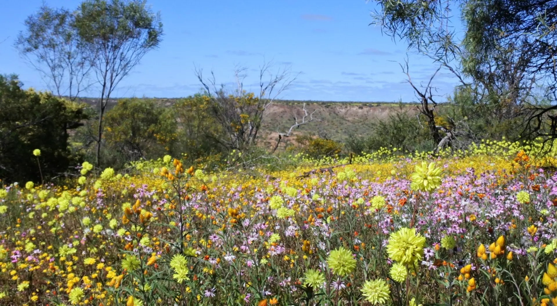 Colorful wildflowers blossoming in Western Australia