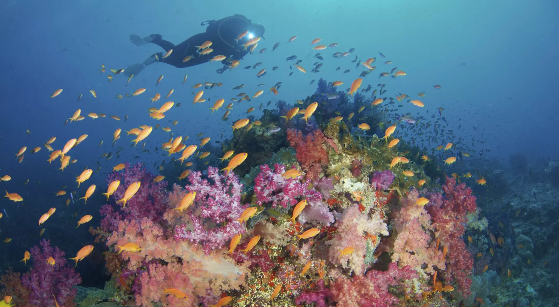 Colorfull Underwater reef