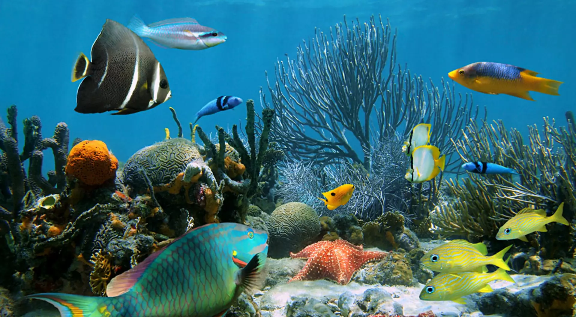 Coral Garden with Starfish and Colourful Tropical Fish, Caribbean Sea, Costa Rica