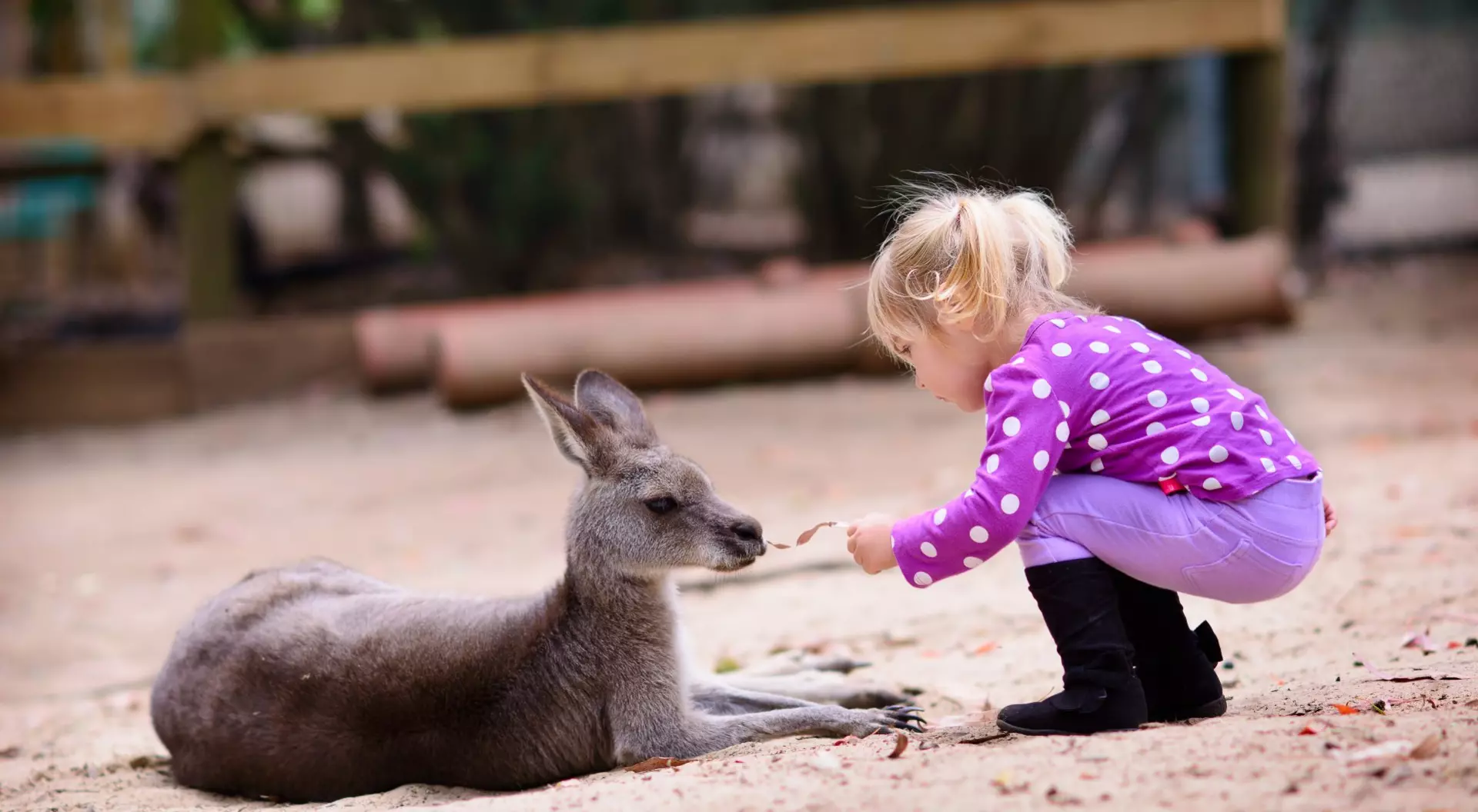 Cute Young Girl Feeding Kangaroo, Australia Zoo